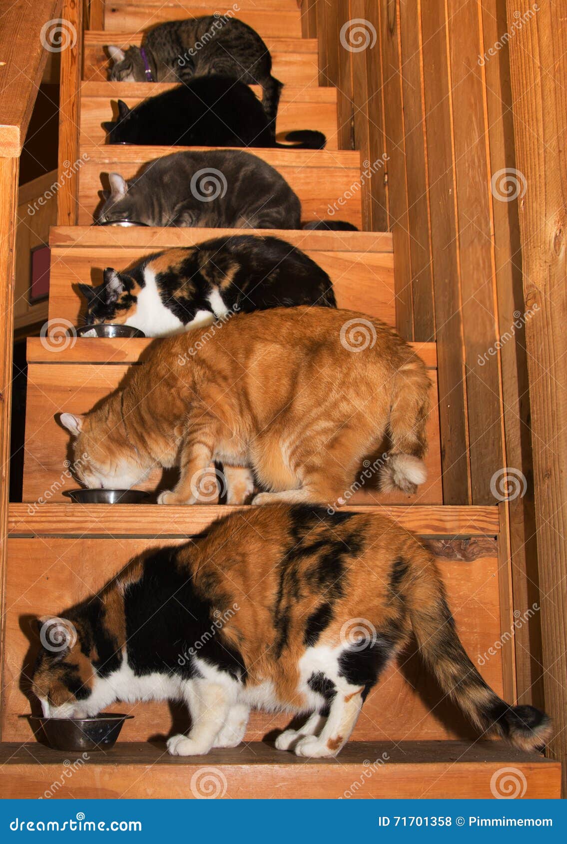 27 Six Cats High Res Illustrations - Getty Images