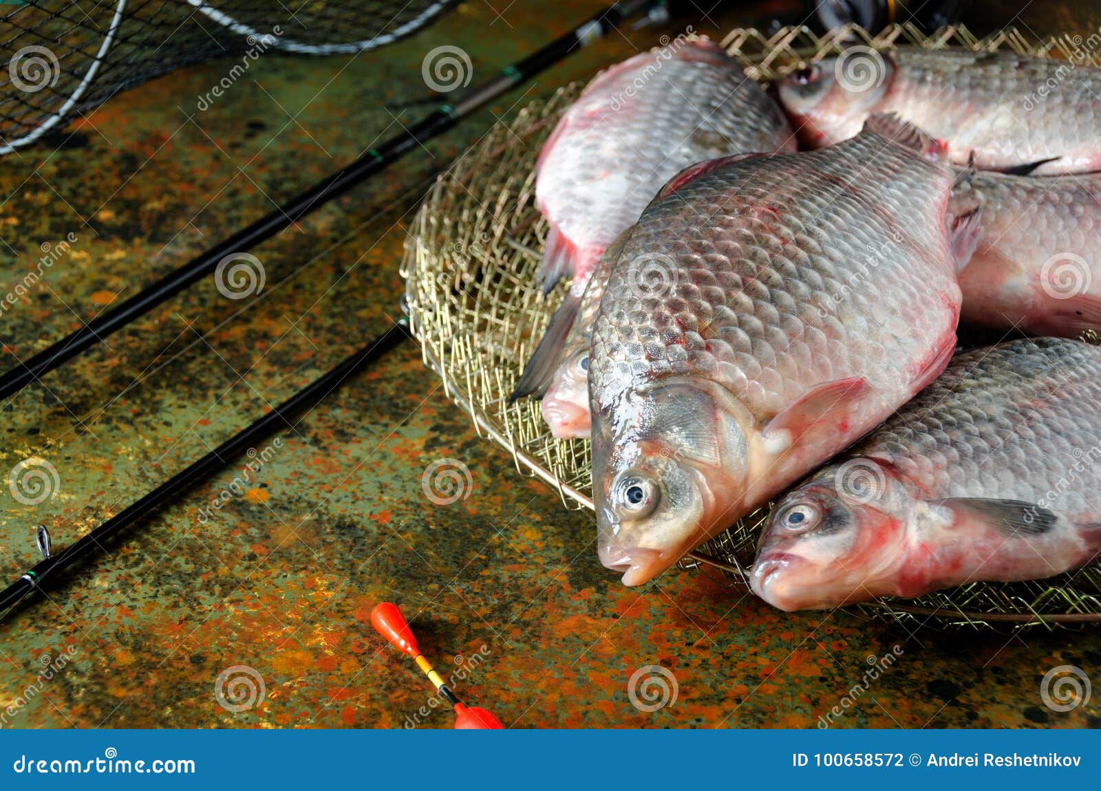 408 Carp Cage Stock Photos - Free & Royalty-Free Stock Photos from  Dreamstime