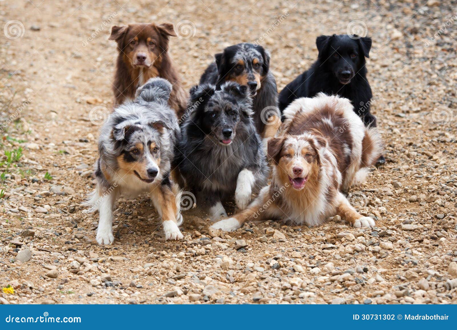 Six Dogs Stock Photography - Image: 30731302 Six Dogs Stock Photography - Image: 30731302
