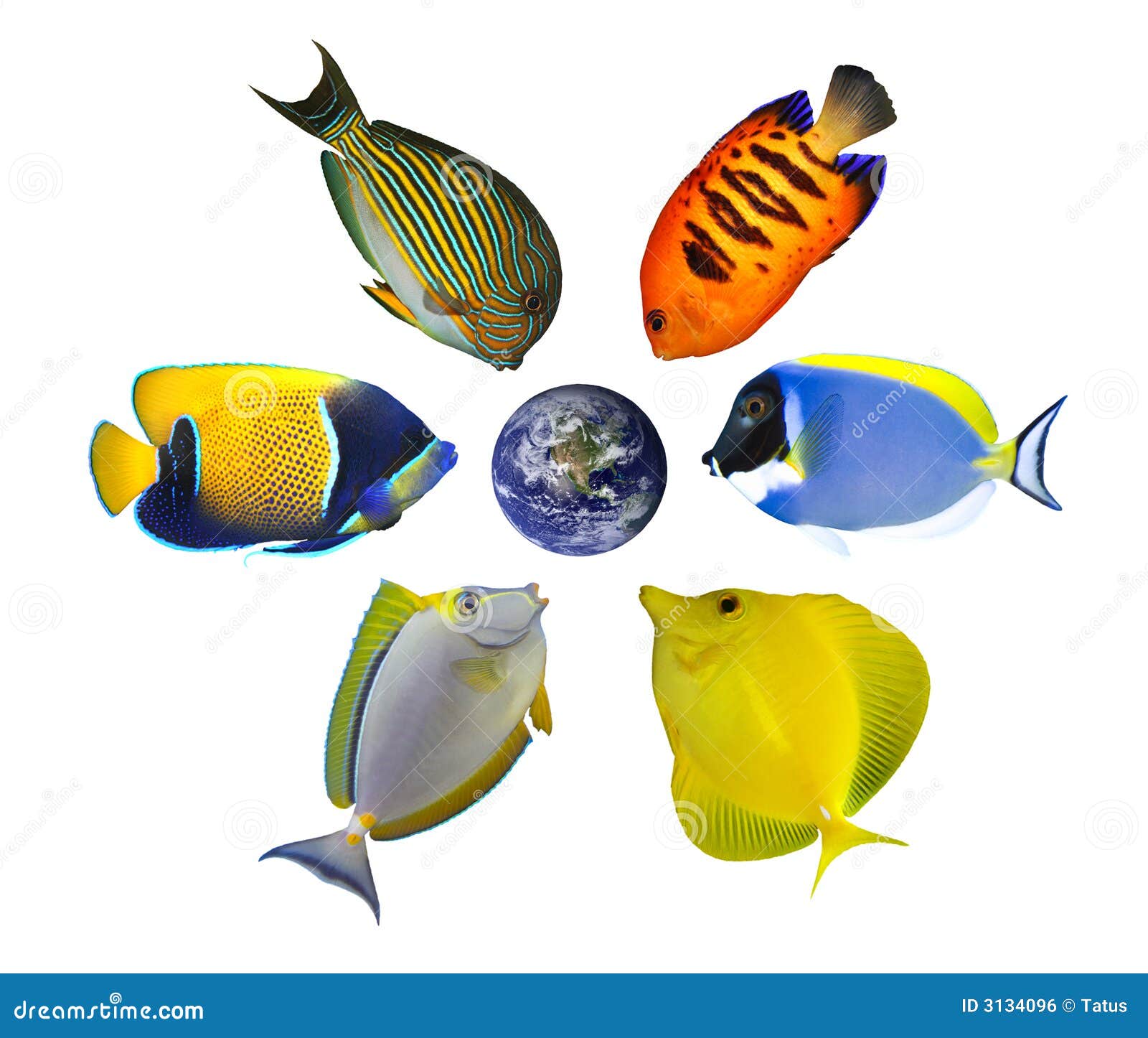 Six Fishes Around the Globe Stock Photo - Image of lineatus