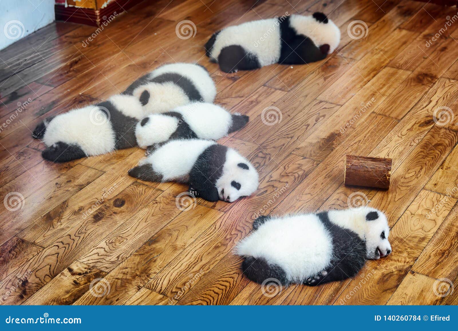 cute giant panda cubs