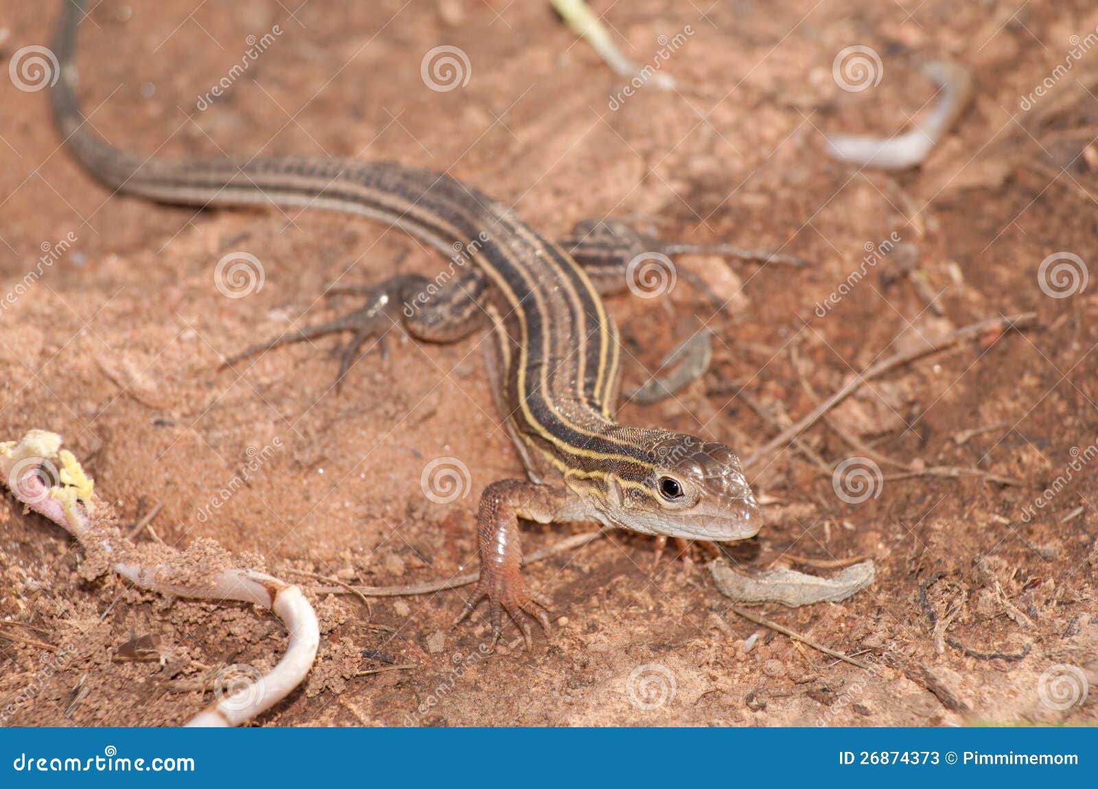 536 Yellow Striped Lizard Photos Free & RoyaltyFree Stock Photos