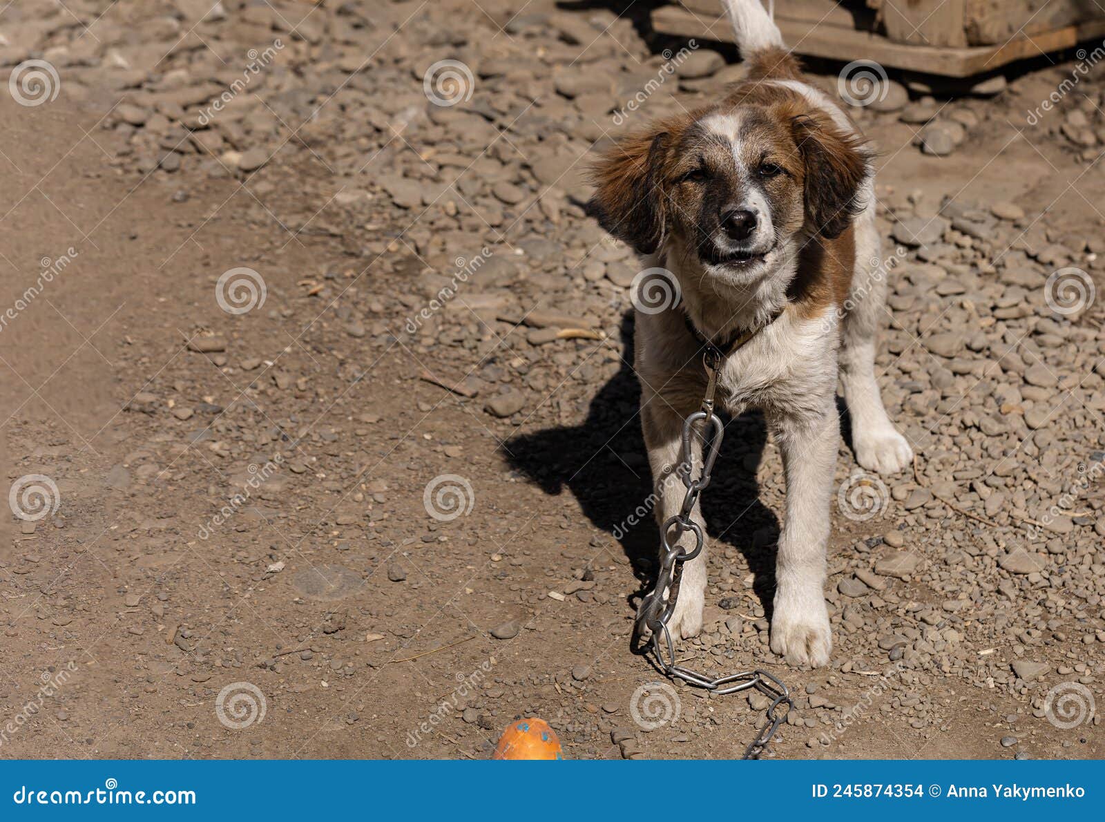 six-month-old puppy stands in the yard and looking into the camera