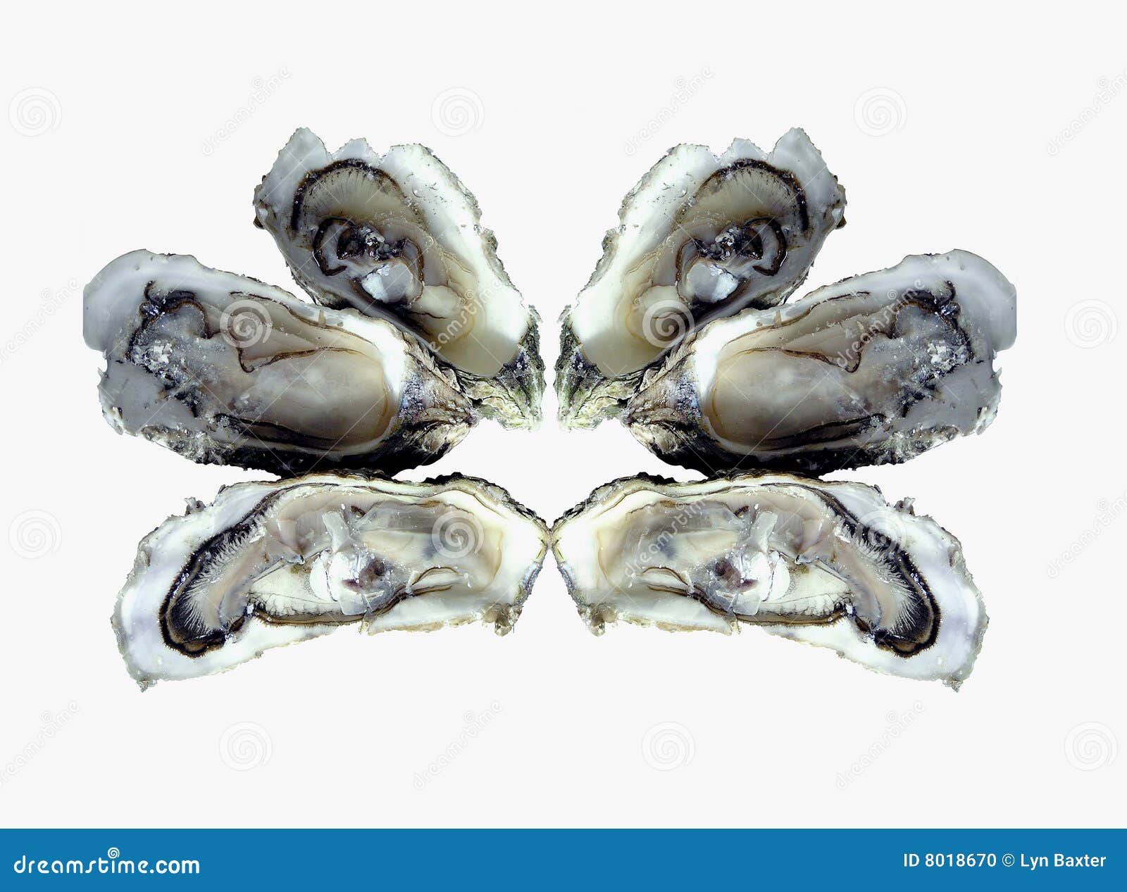 Six oysters stock photo. Image of expensive, plate, food 8018670