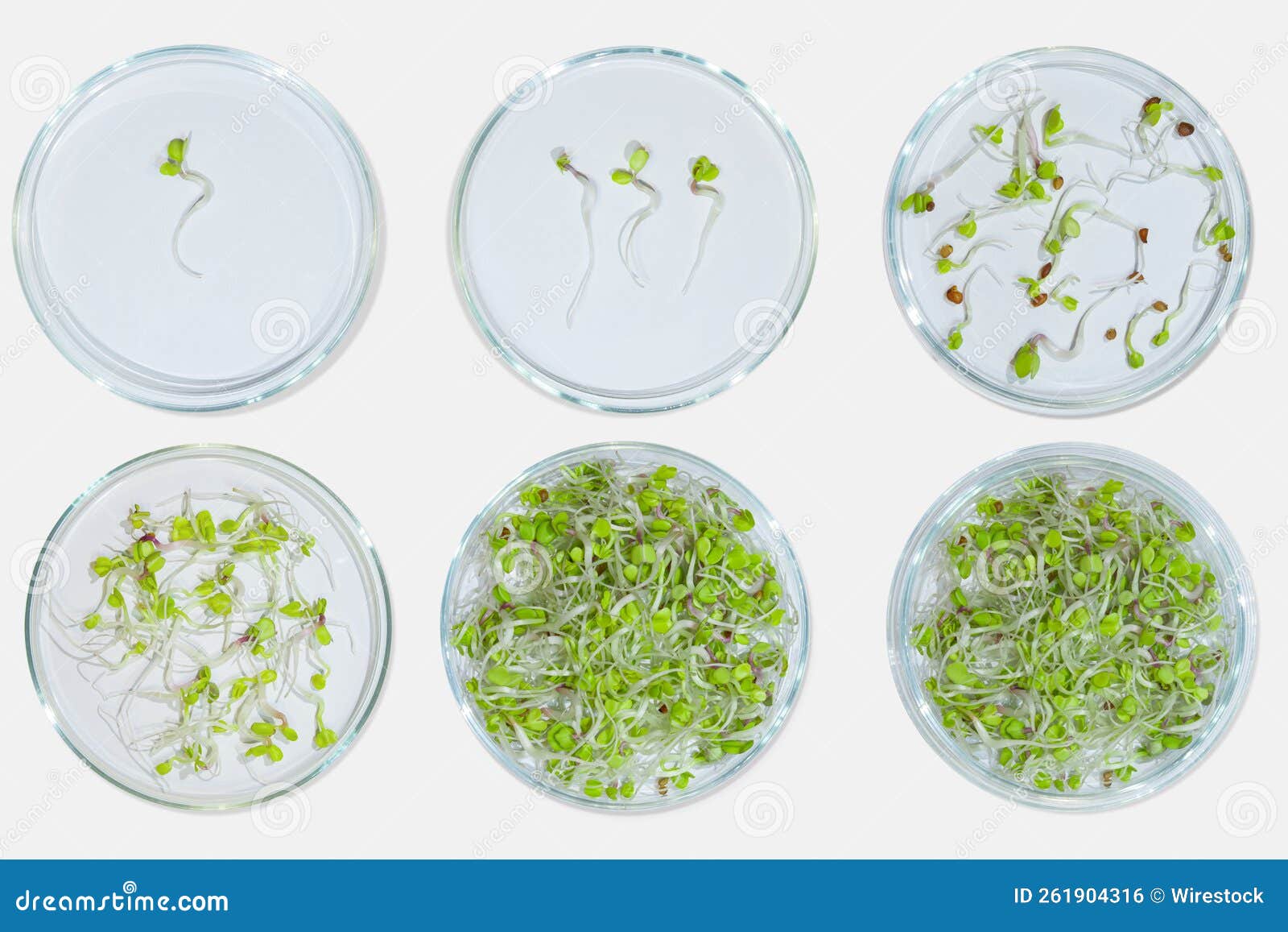 Petri Dishes with Various Germinated Seedlings. Laboratory Research