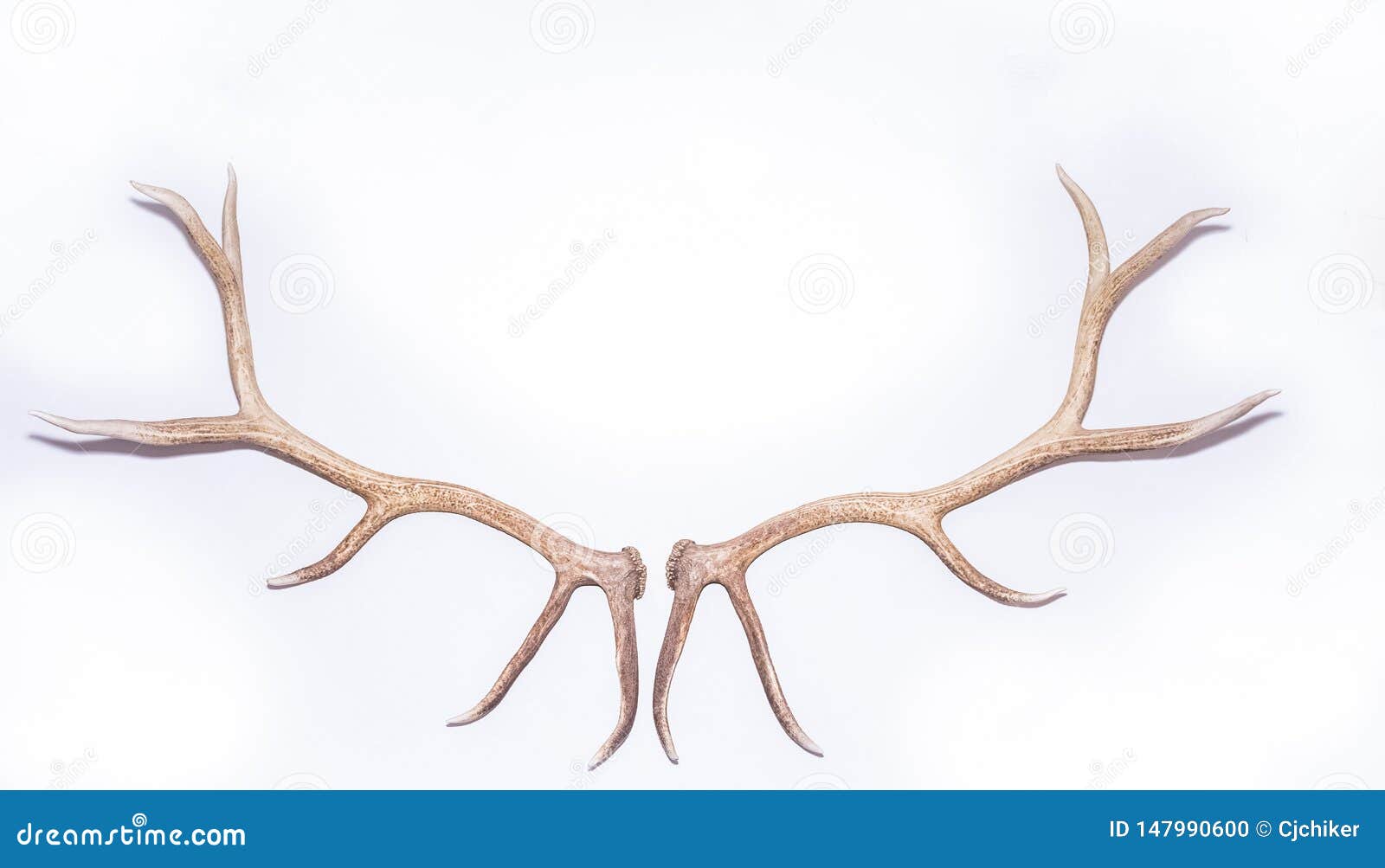 elk bones