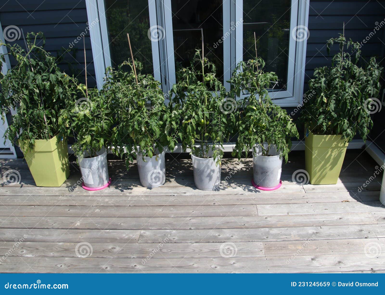 Six Pots of Tomatoes Plants Stock Image Image of plants, home 231245659