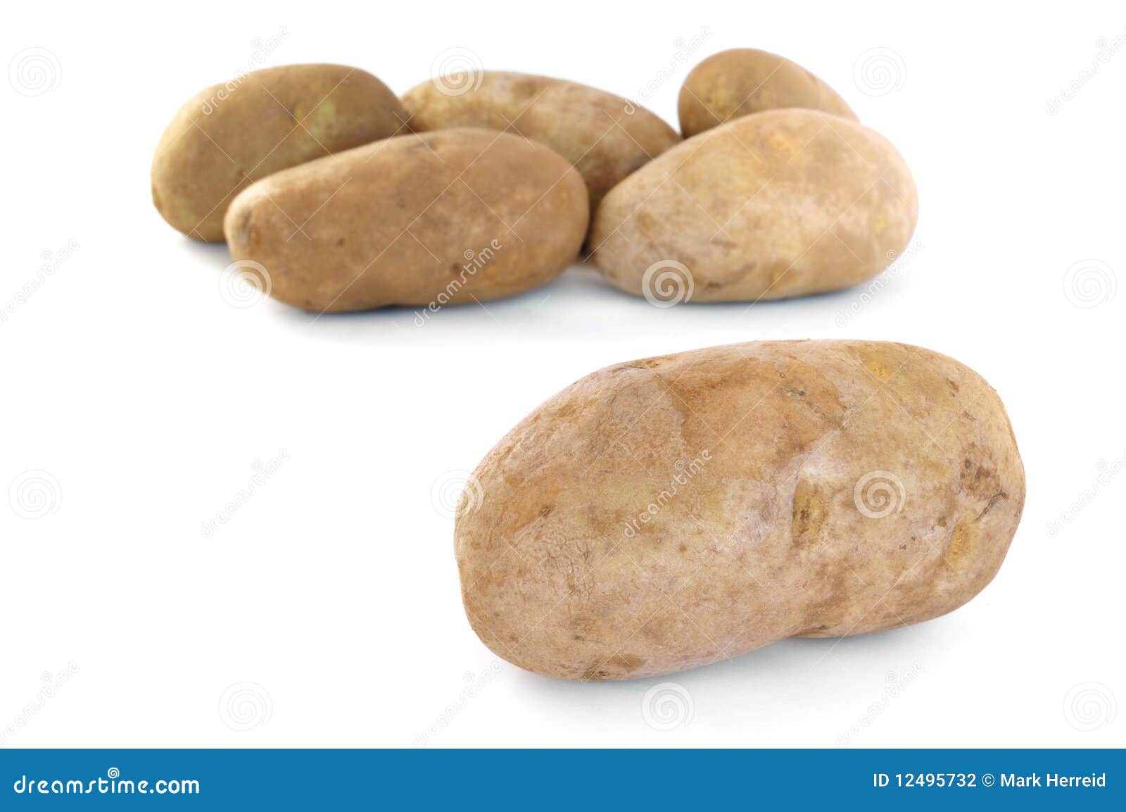 Six Raw Russet Potatoes stock photo. Image of vegetable 12495732