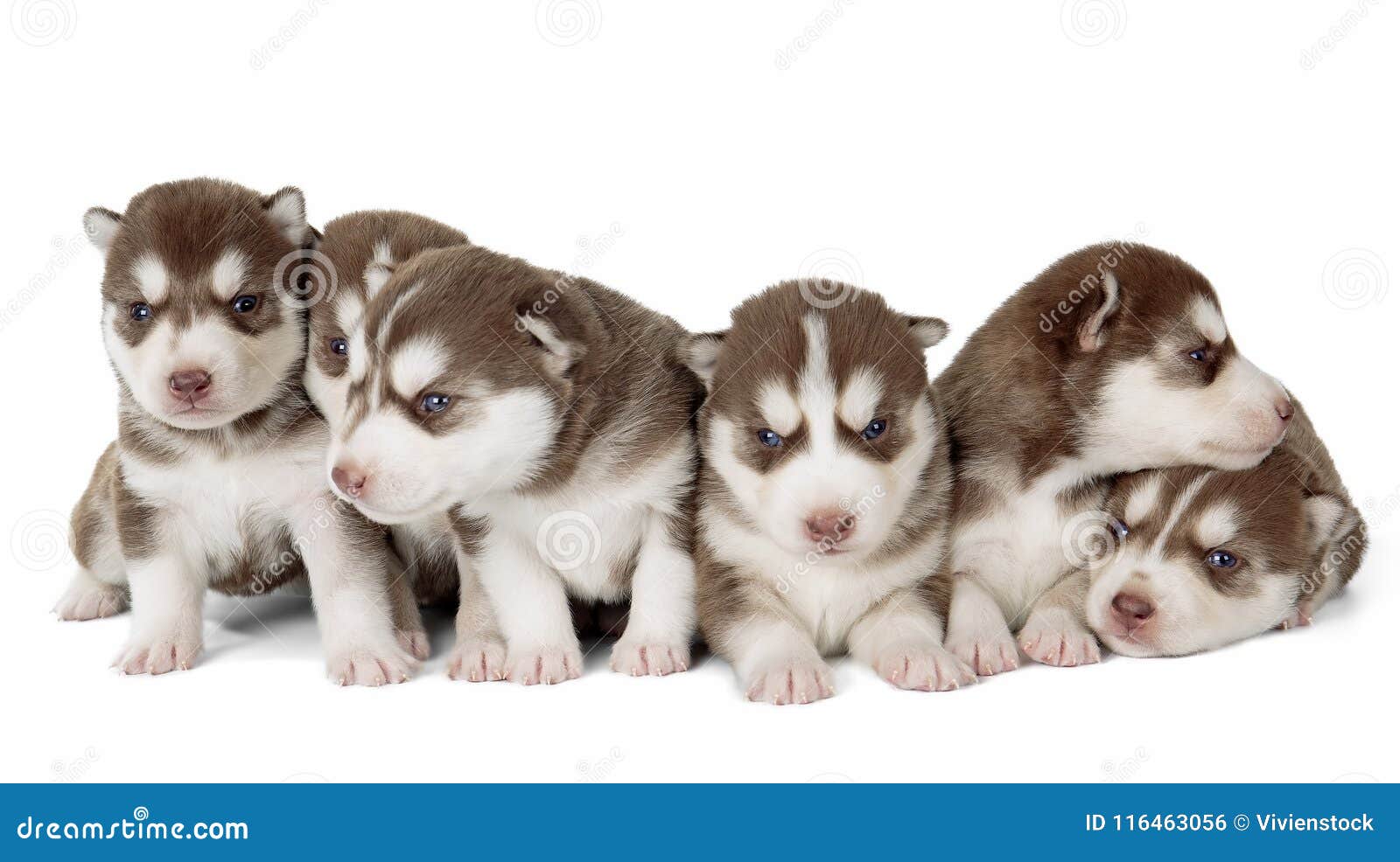 free husky puppies