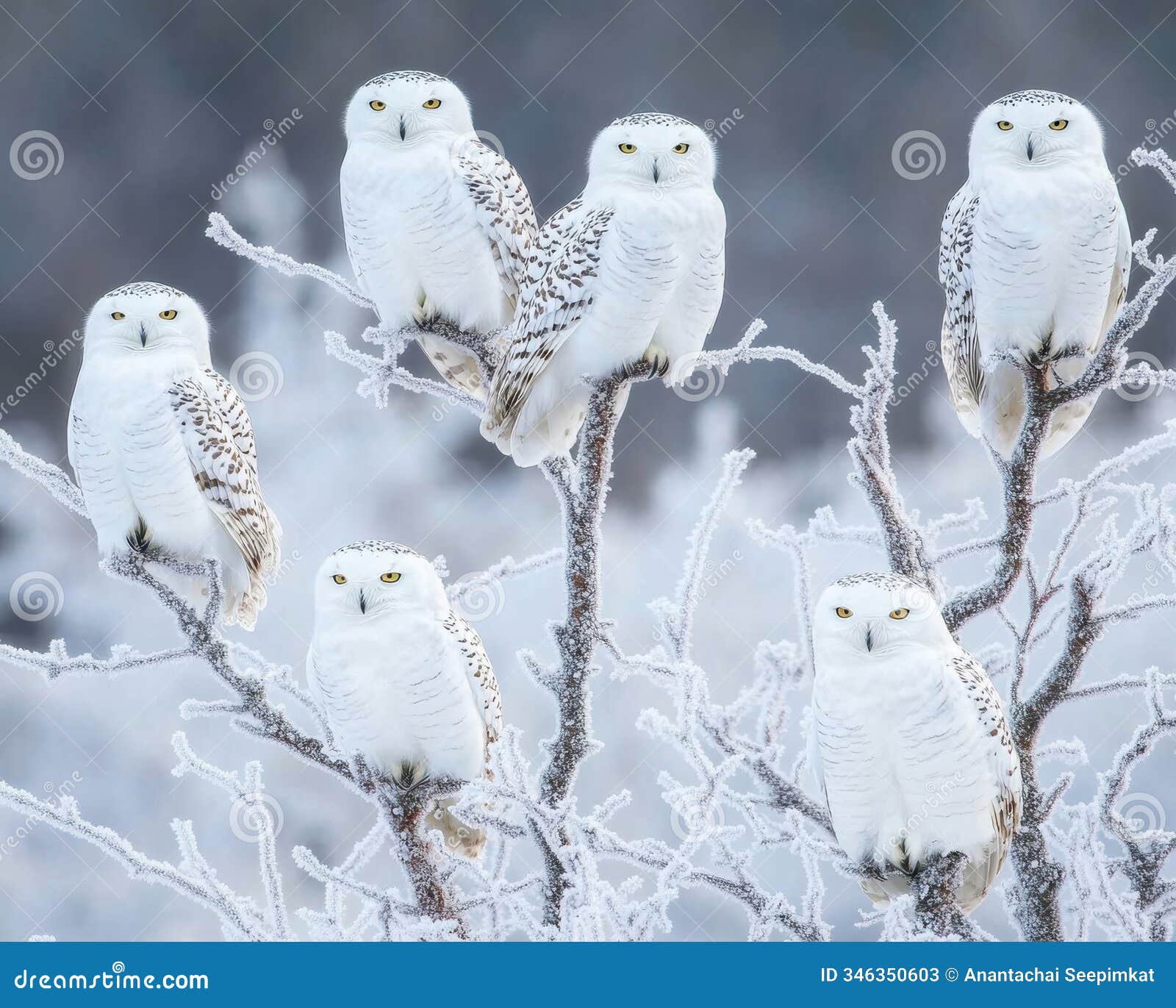 six snowy owls perched on frost-covered branches in a serene winter setting, showcasing their striking white plumage.