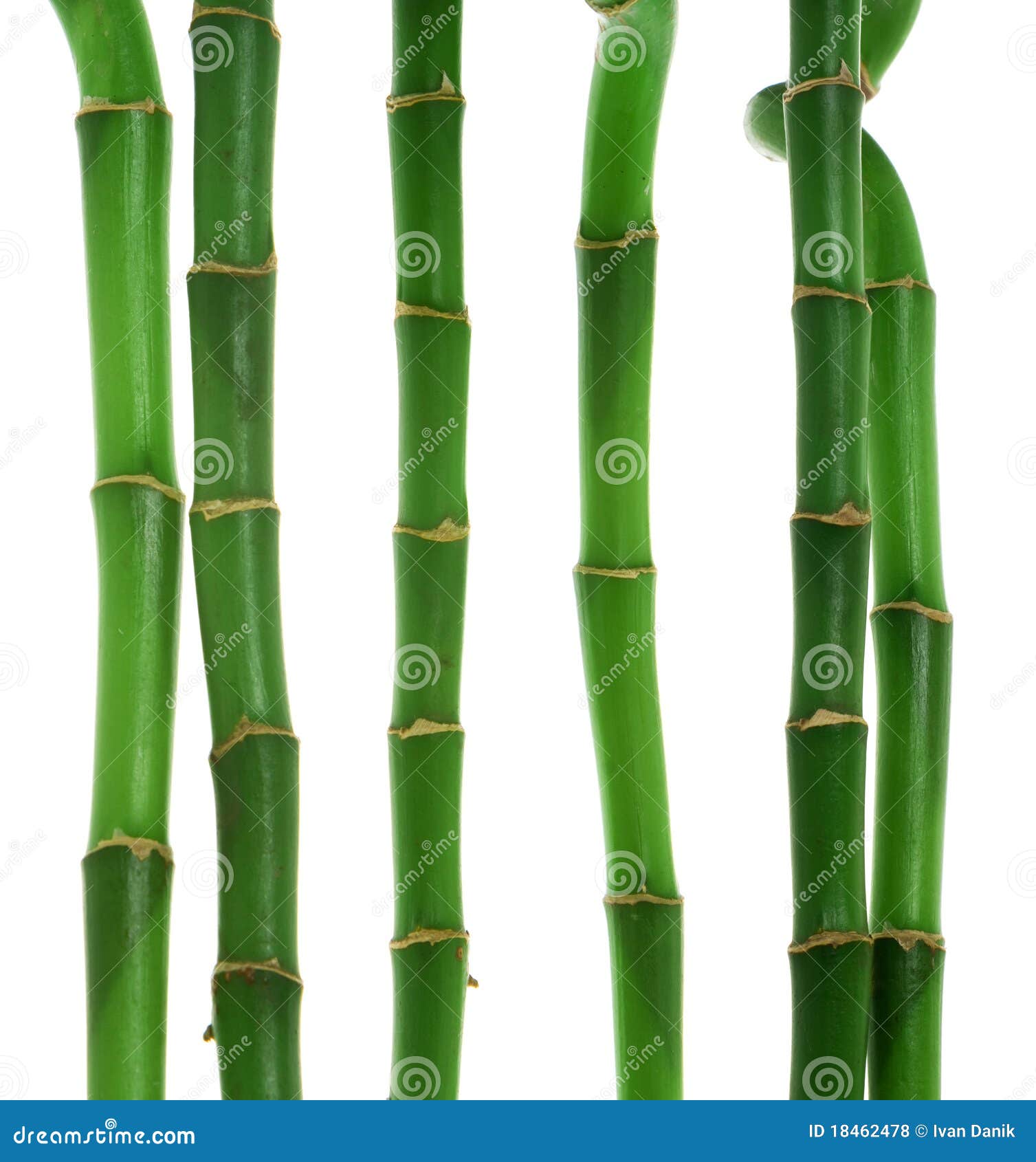 Six stems of bamboo stock photo. Image of green, white 18462478