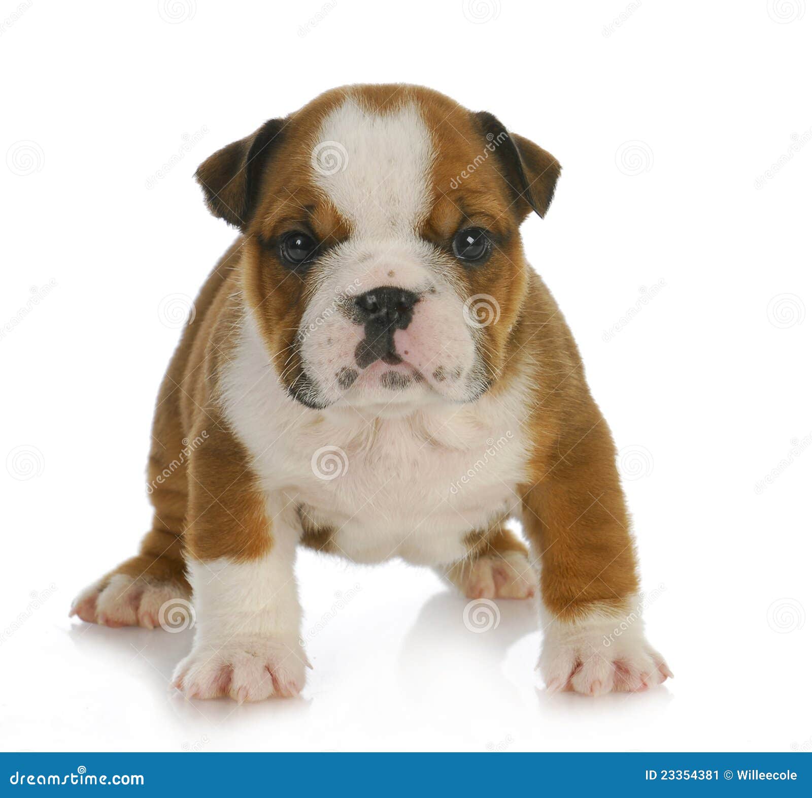 Six week old puppy stock image. Image of expression, standing 23354381