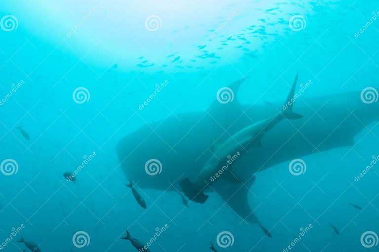 Size Comparison between Whale Shark and Hammerhead Shark Stock Photo
