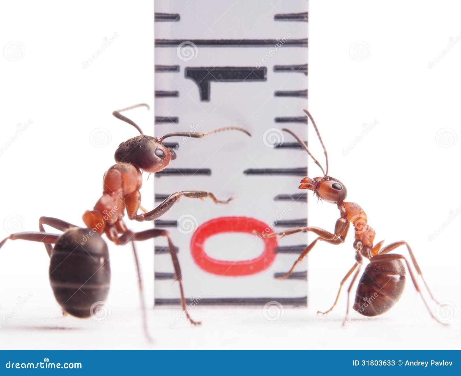 size matters, ants and centimeter