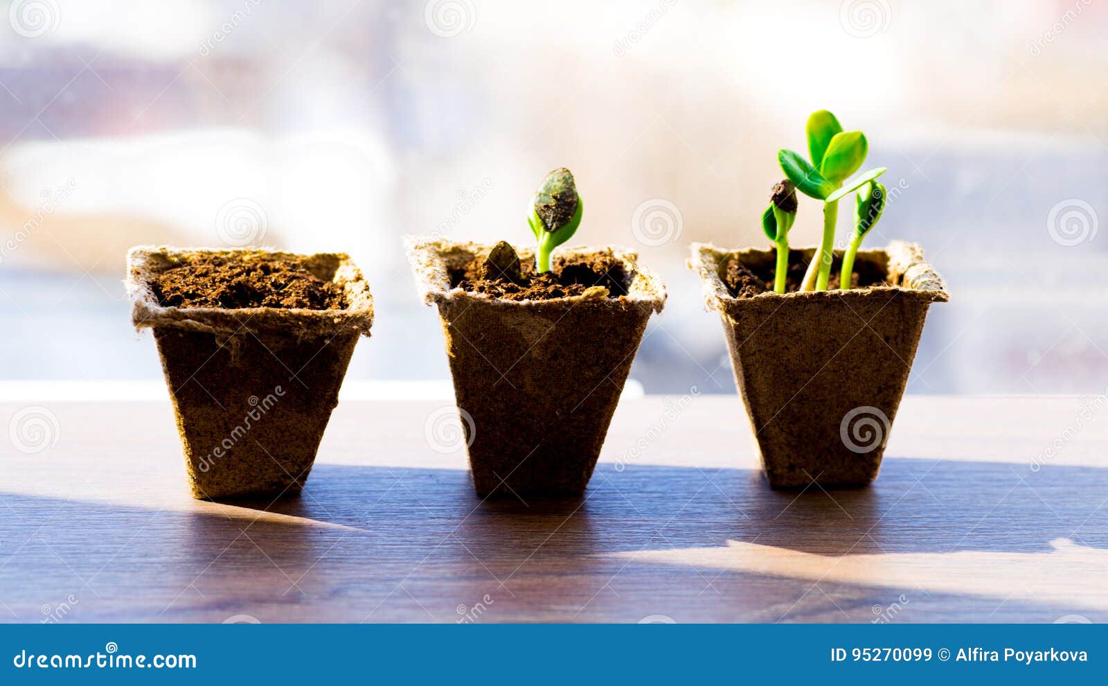 Sizes of plants stock image. Image of agriculture, investment 95270099