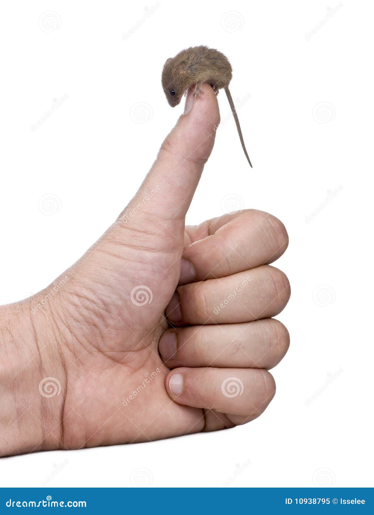 Человек мышь мозг. Мышка на ладошке. Мышка с ладонью. Мышь на ладони. Мышь в руке.