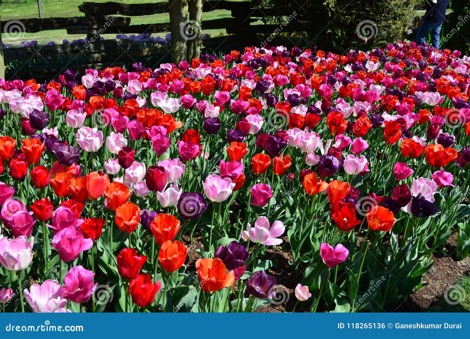 Skagit Valley Tulip Display Garden Stock Photo Image Of Farming