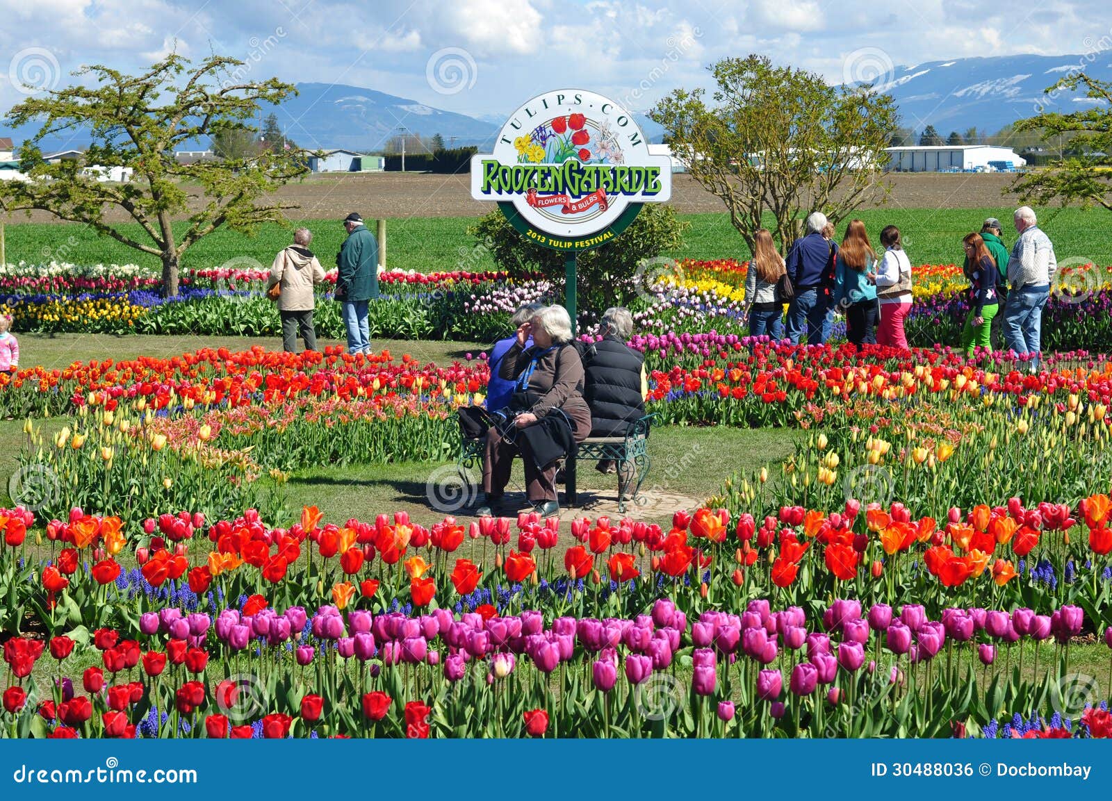 2013 Skagit Valley Tulip Festival Editorial Photo Image Of