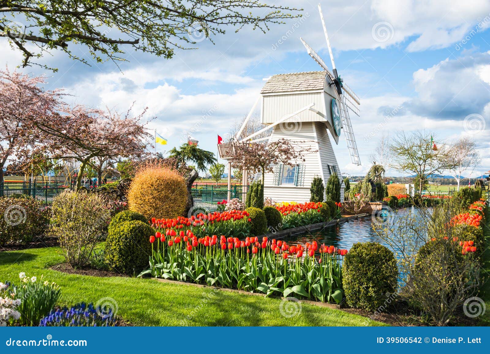 Skagit Valley Tulip Town Festival Windmill Garden Editorial