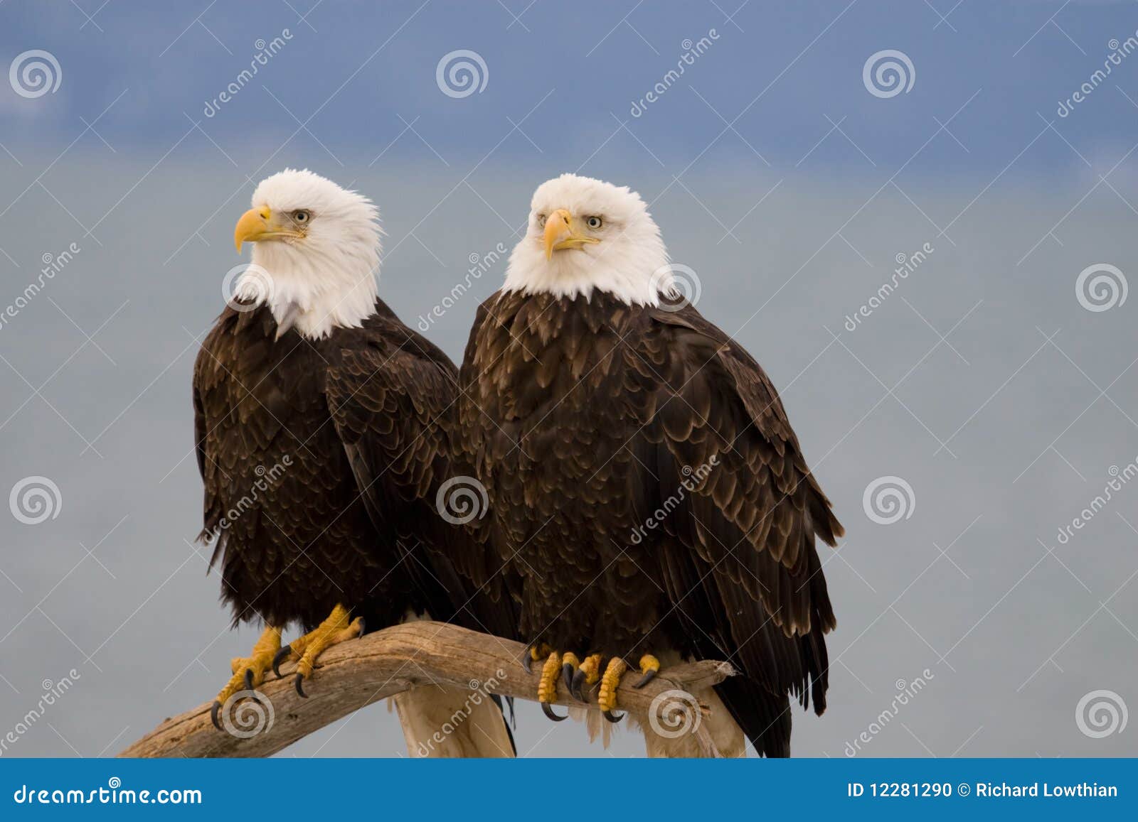 Skalliga örnpar. Alaska blir skallig varje örnhomer därefter annan perch som fotoet som togs till två, var