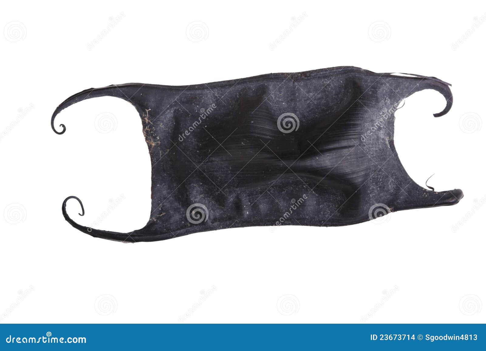 Mermaid's purse or Devil's purse, egg case of shark species fish isolated  against white Stock Photo - Alamy
