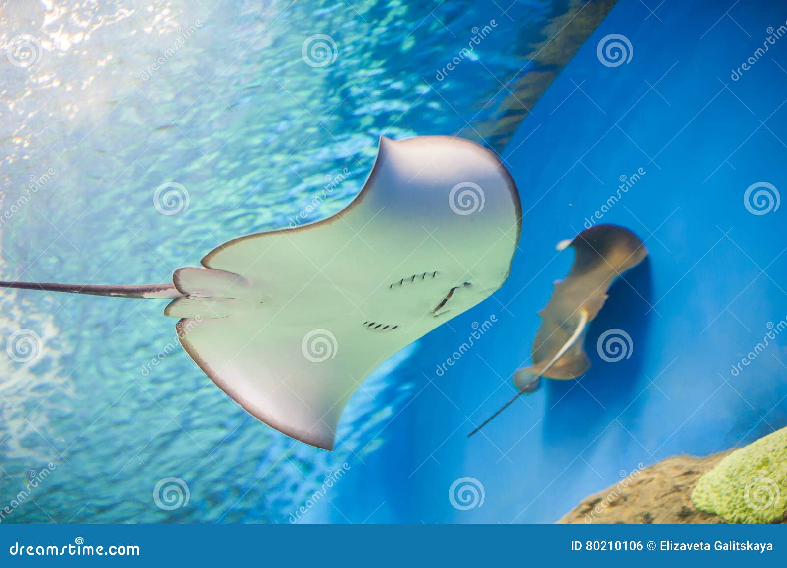 skat aquarium skat aquarium