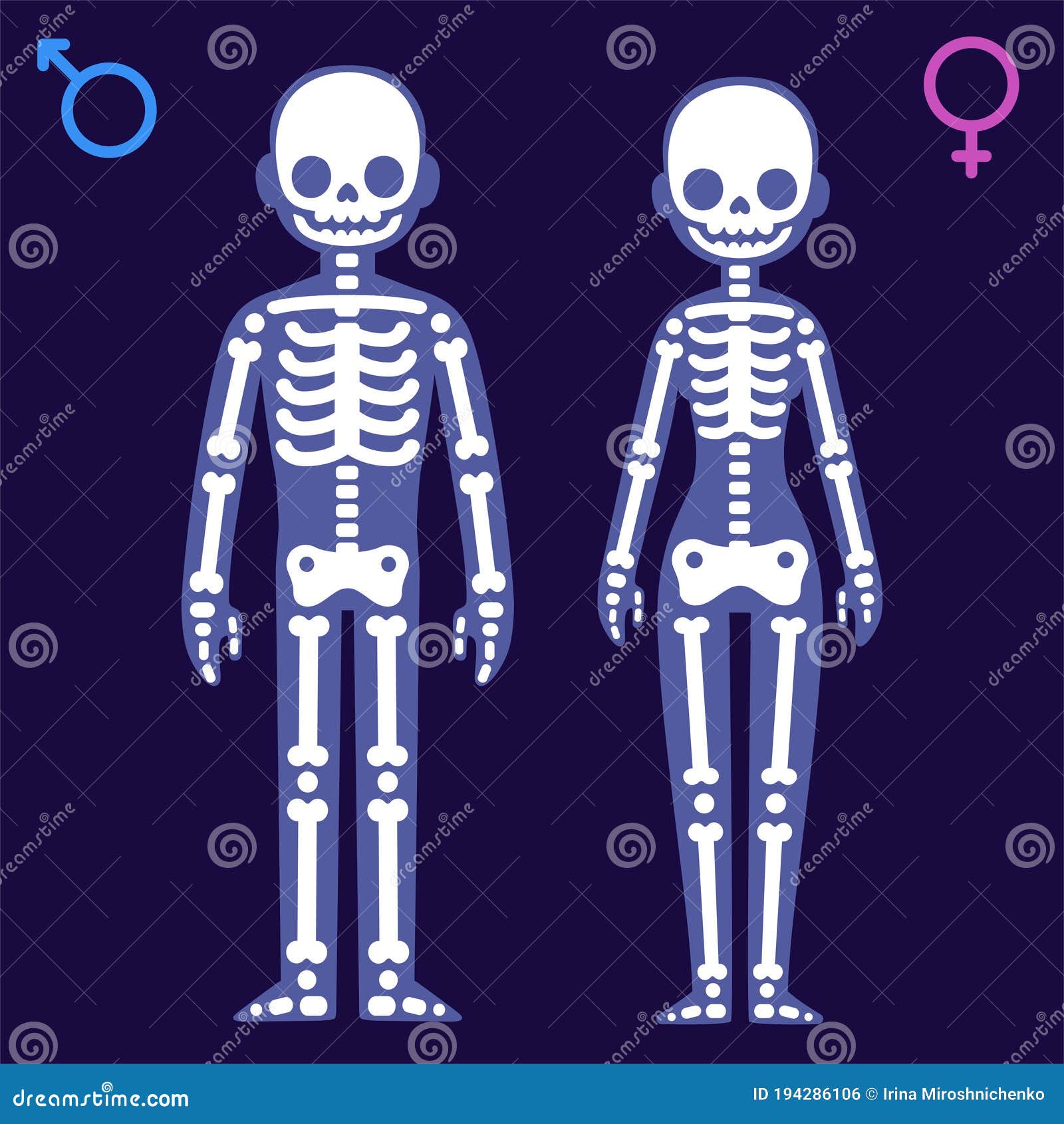 In werkelijkheid Word gek Gewond raken Skelet Voor Mannen En Vrouwen Vector Illustratie - Illustration of mensen,  volwassen: 194286106