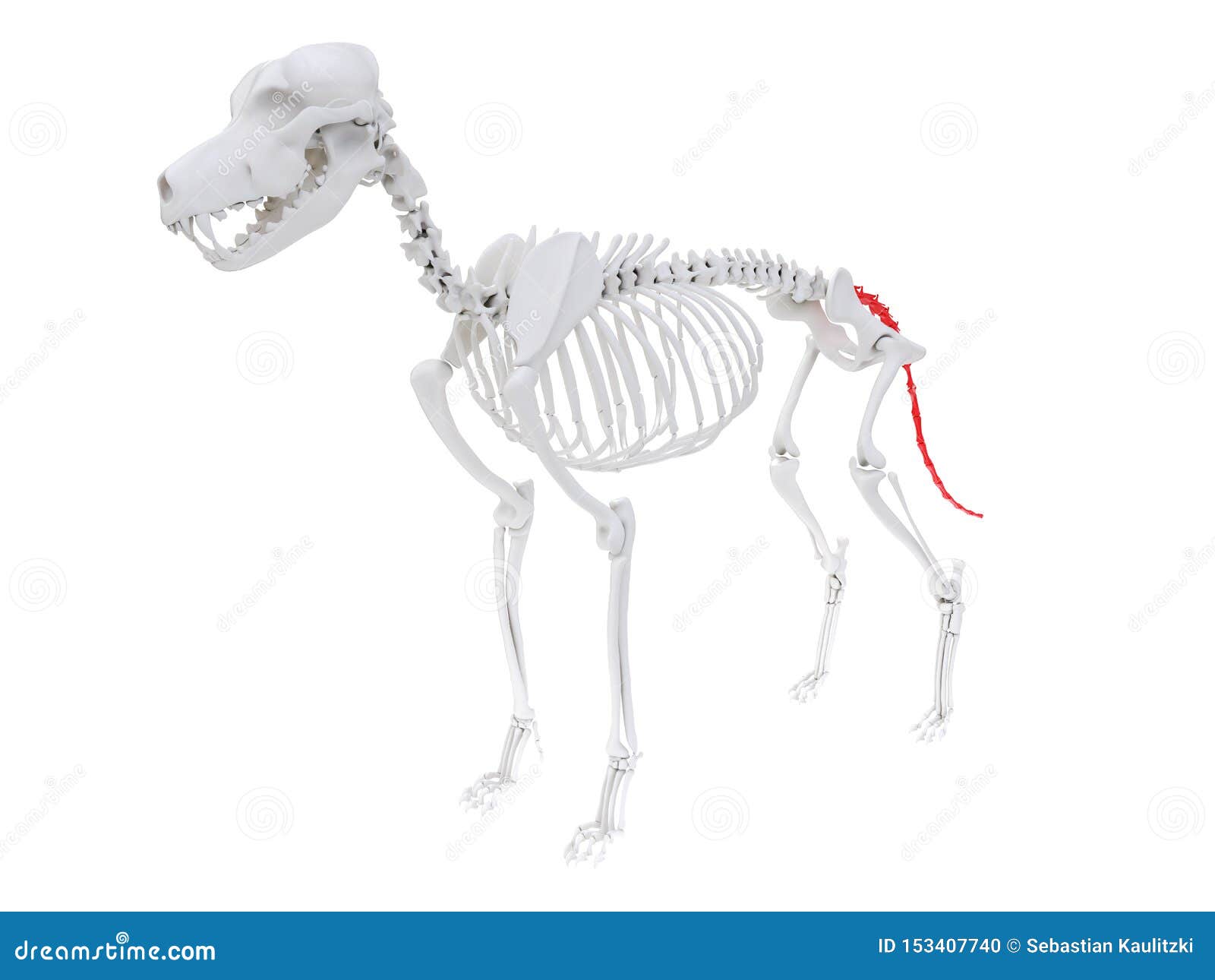 skeletal anatomy - caudal vertebrae