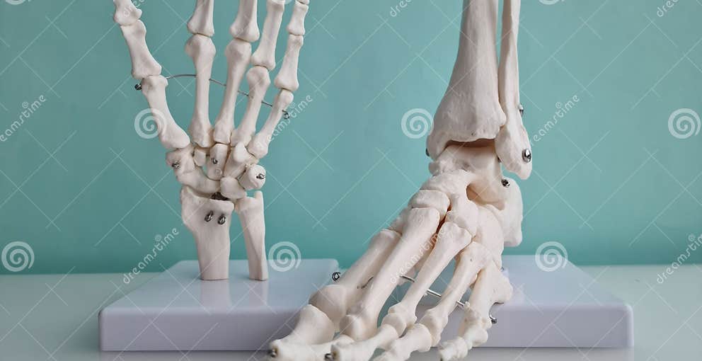 Skeletal Anatomy of Human Bones on Hand and Foot Stock Photo Biology Diagrams