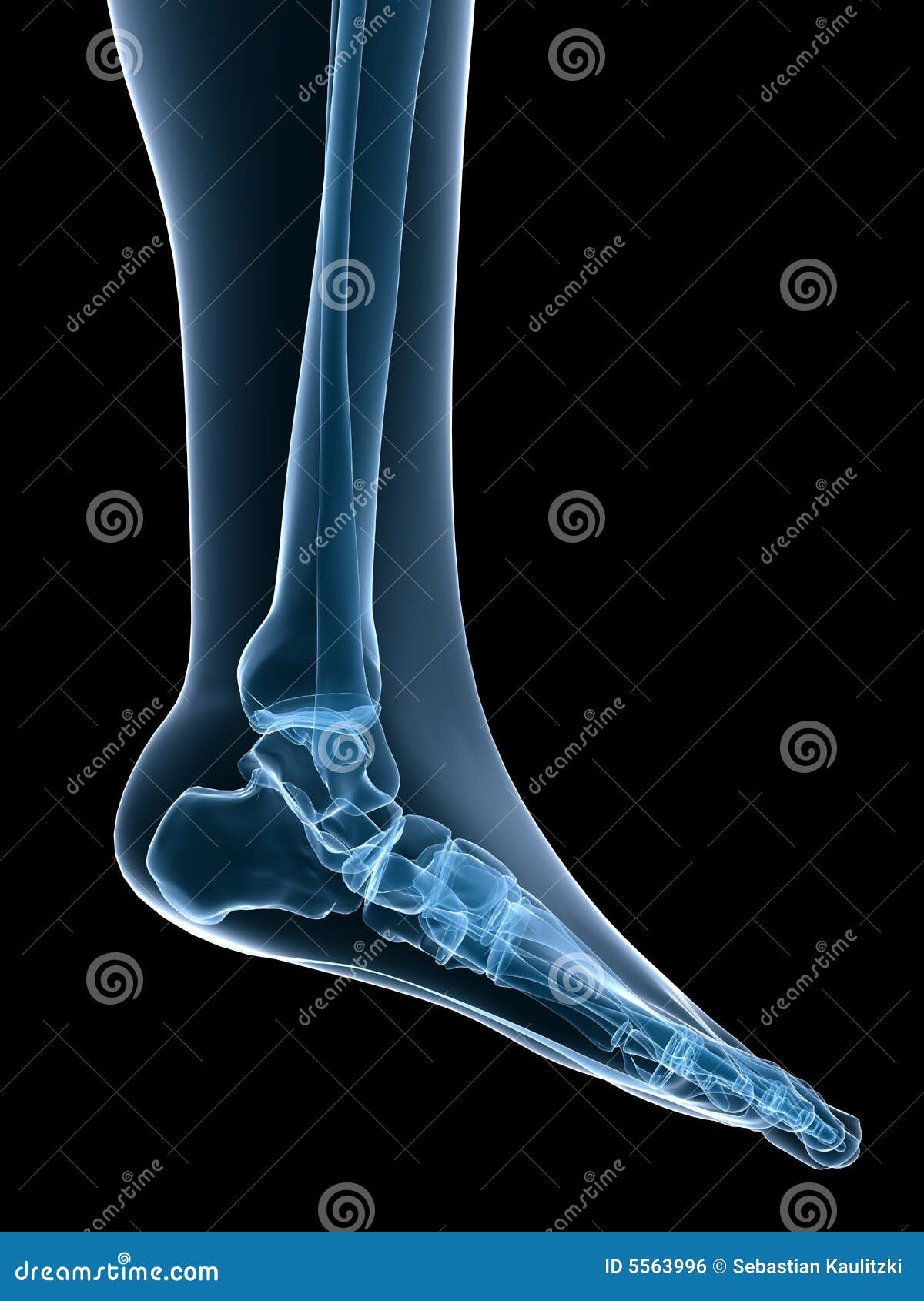 skeletal foot