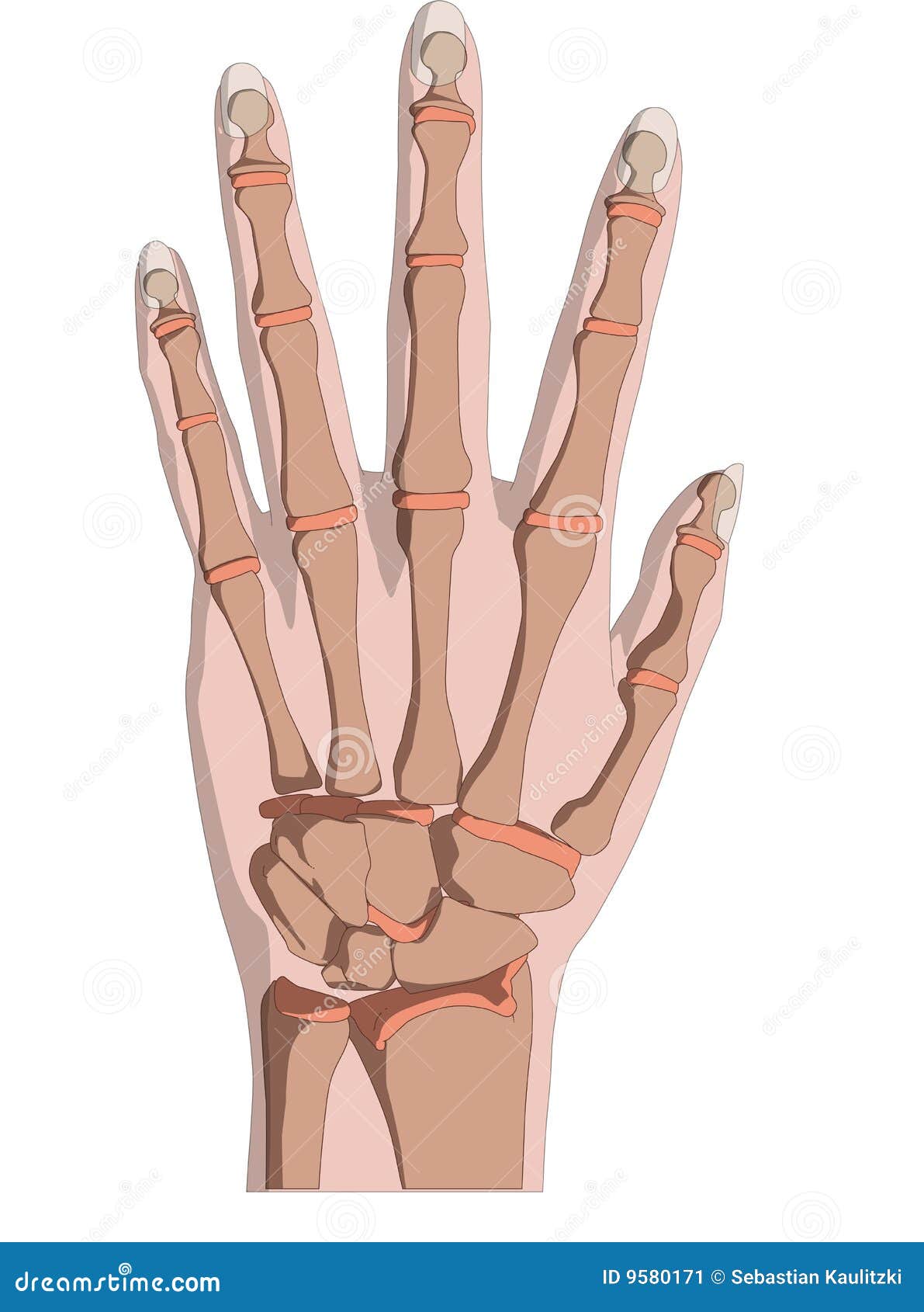 skeletal hand