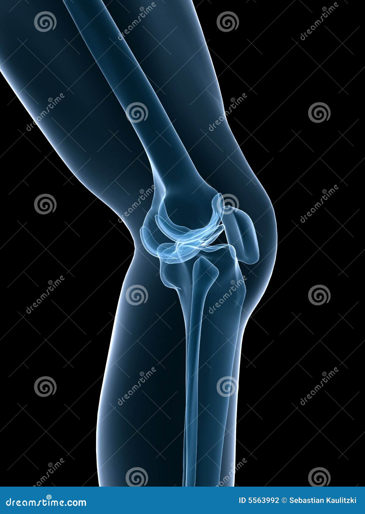 skeletal knee