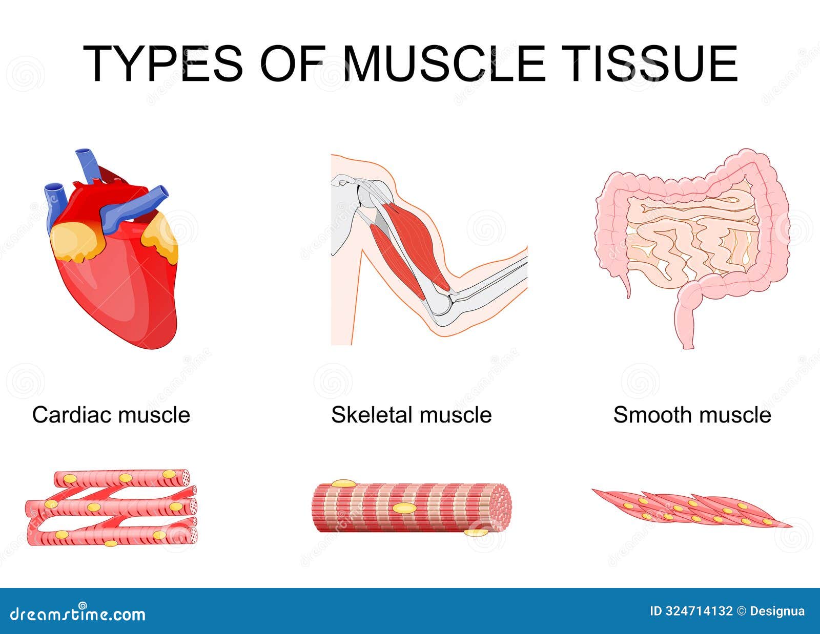 skeletal muscle in biceps, cardiac muscle in heart, and smooth muscle in small intestine