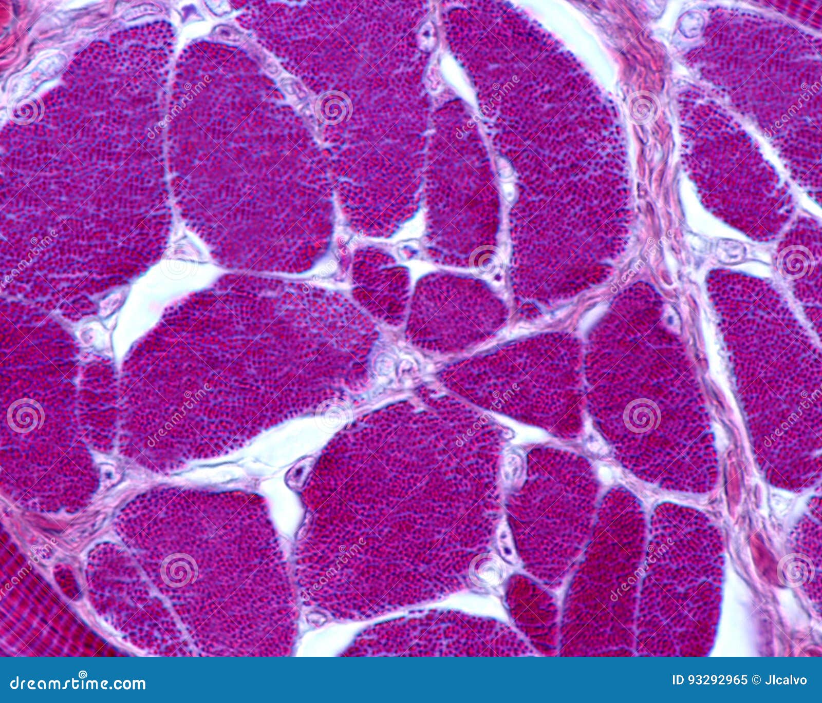 Skeletal Muscle Fiber Microscope