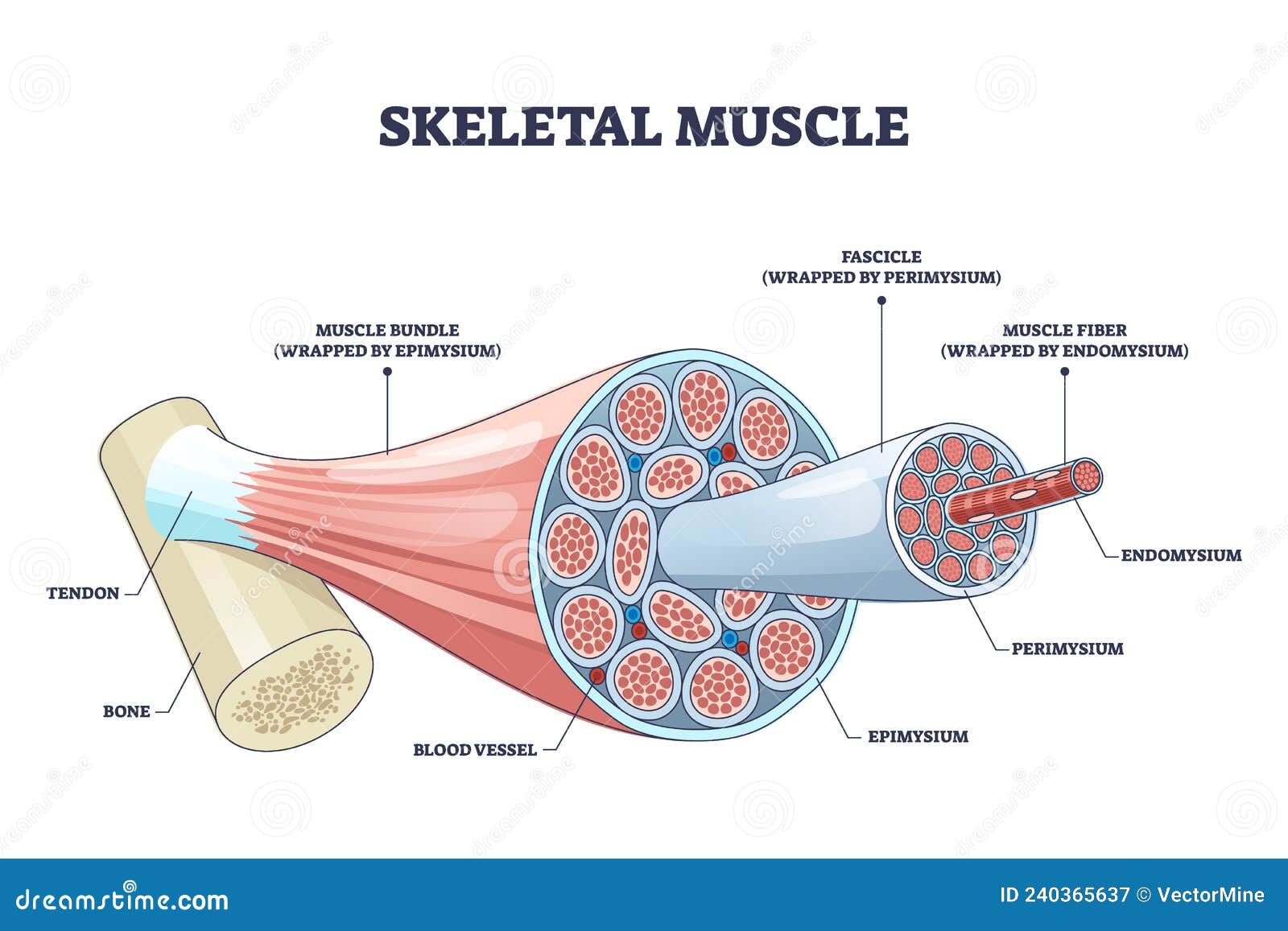 skeletal muscle structure with anatomical inner layers outline diagram
