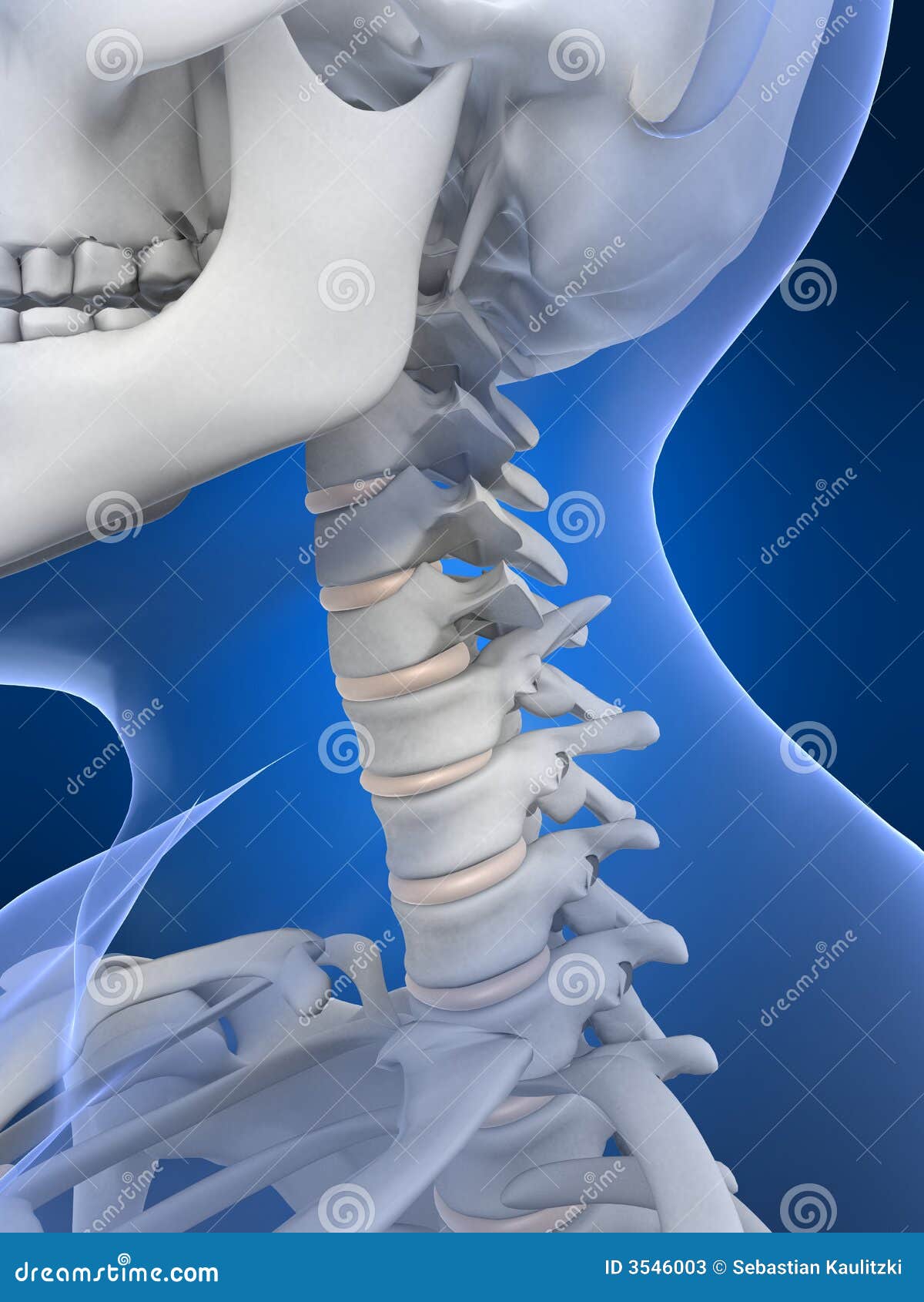 Skeletal neck stock illustration. Illustration of biological - 3546003