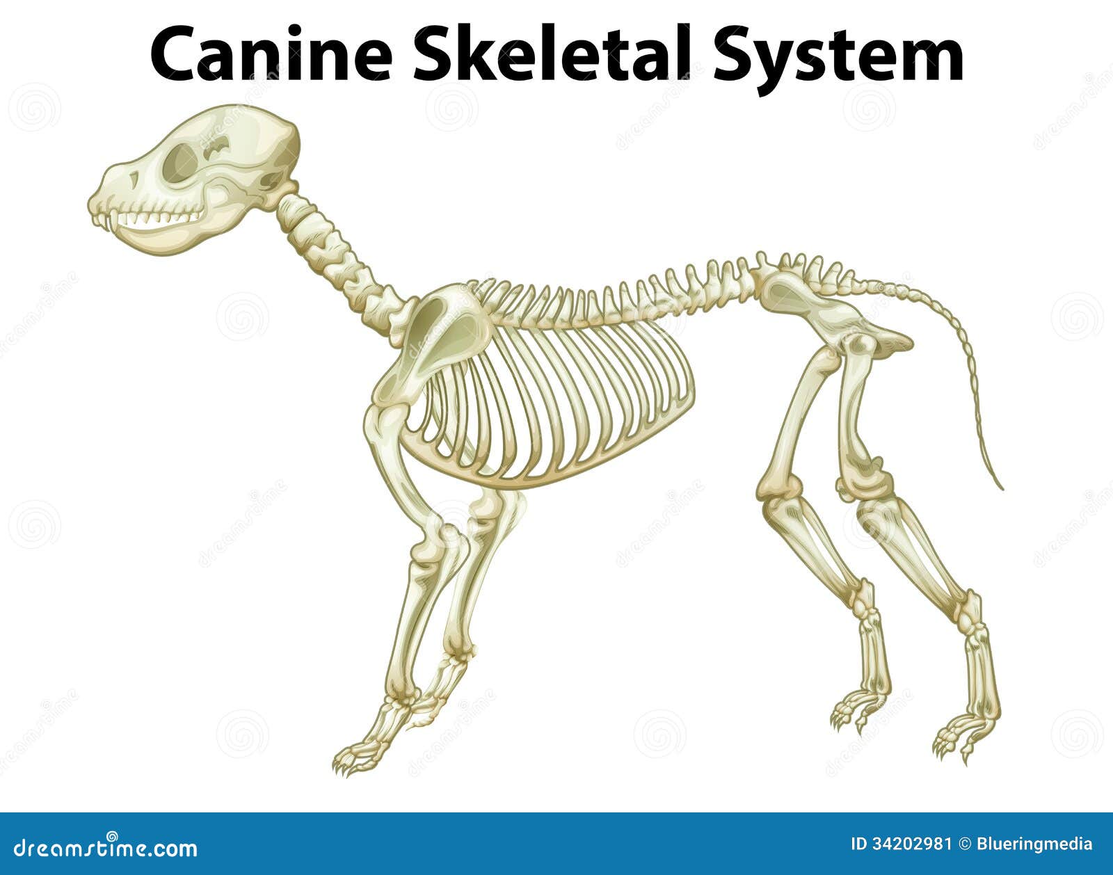 Skeletal system of a dog stock illustration. Illustration ...