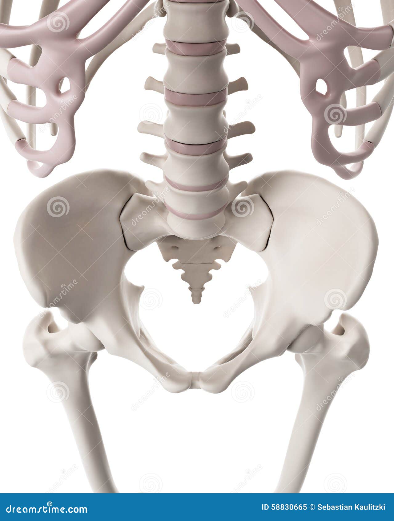 Anatomy Pictures Of Lower Back And Hip Soma System® Releasing