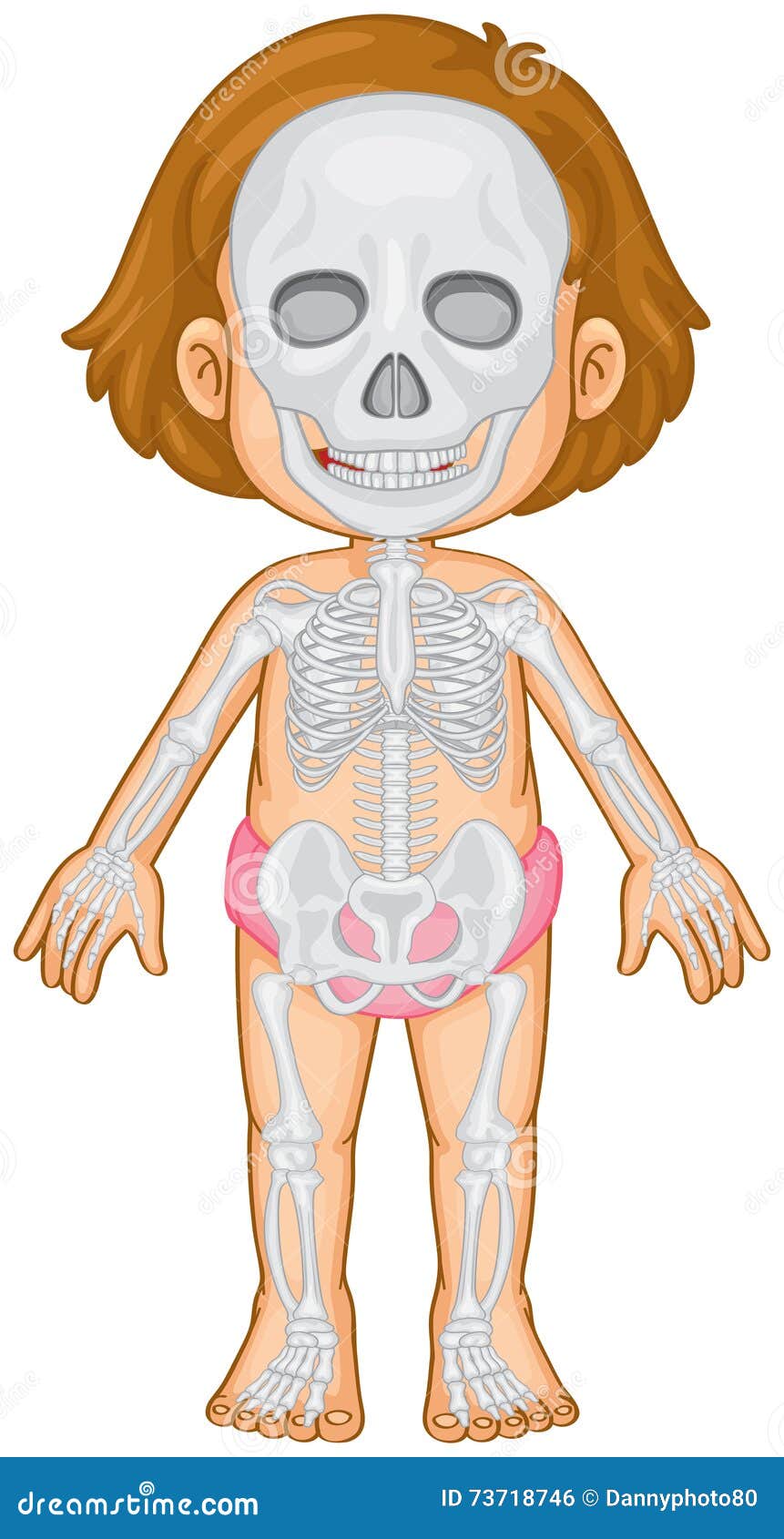 organ system clipart - photo #26