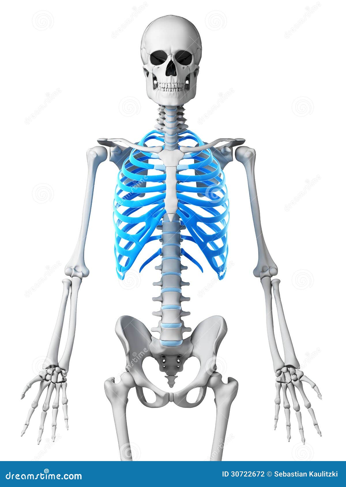 skeletal thorax