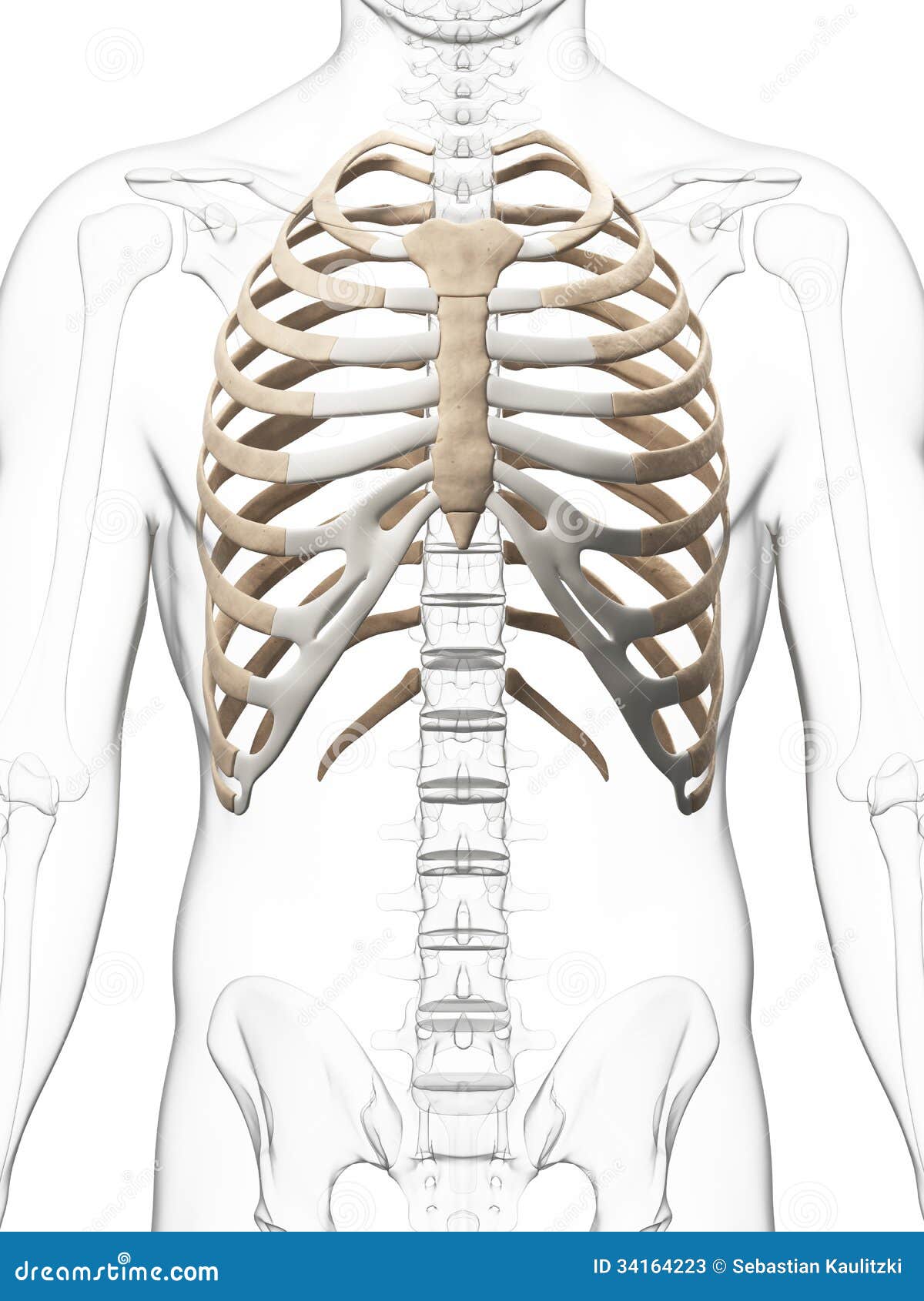 skeletal thorax
