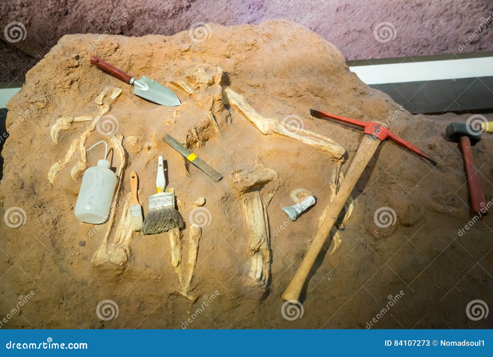 skeleton and archaeological tools around.