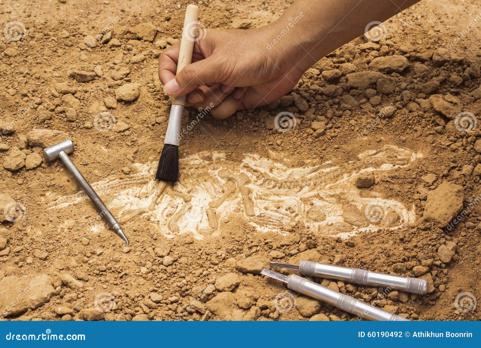 Skeleton and Archaeological Tools.Training for Dig Fossil Stock Photo
