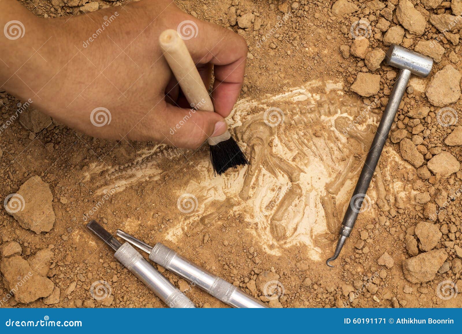 skeleton and archaeological tools.training for dig fossil.simula