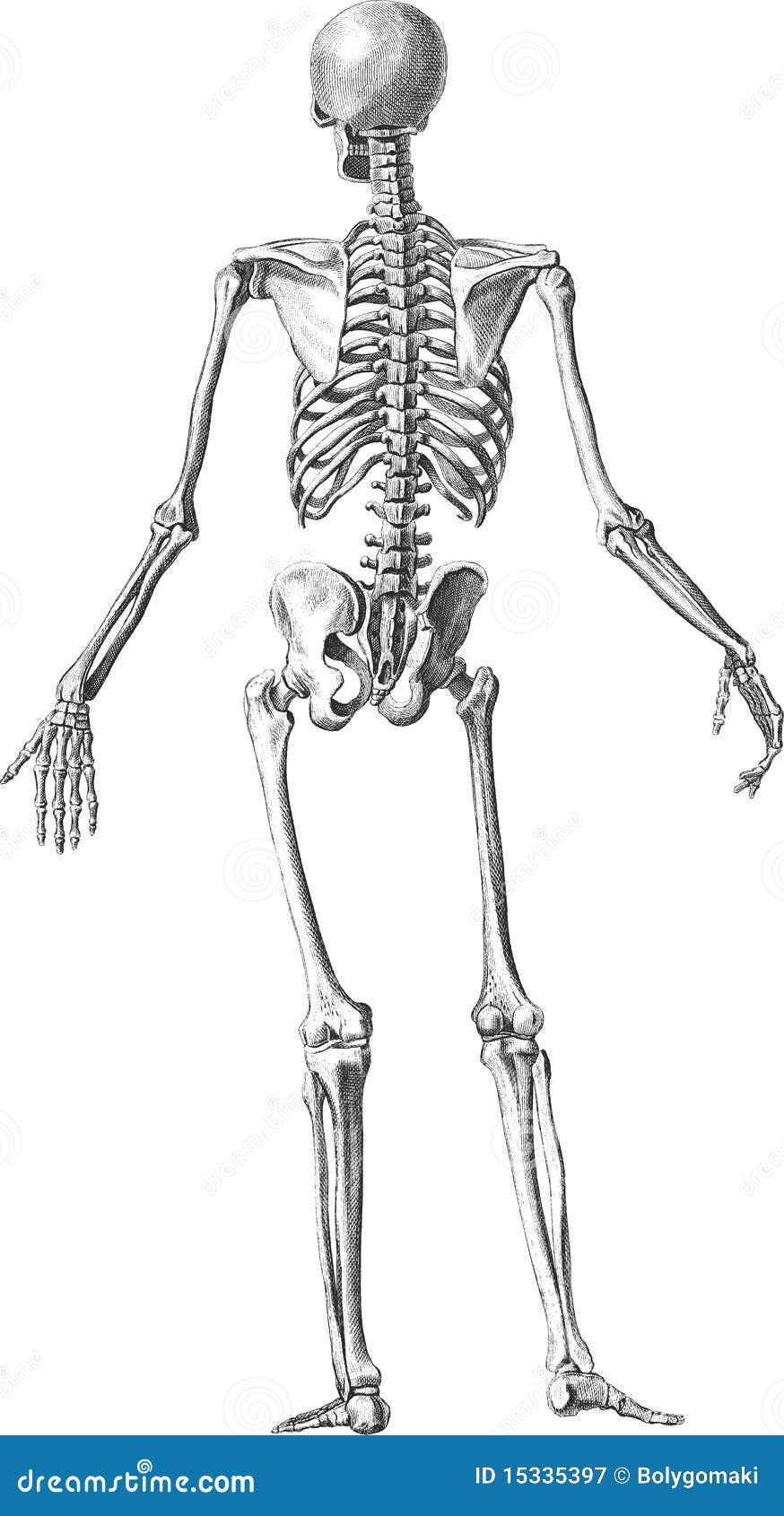Skeleton back stock vector. Illustration of lifestyle - 15335397