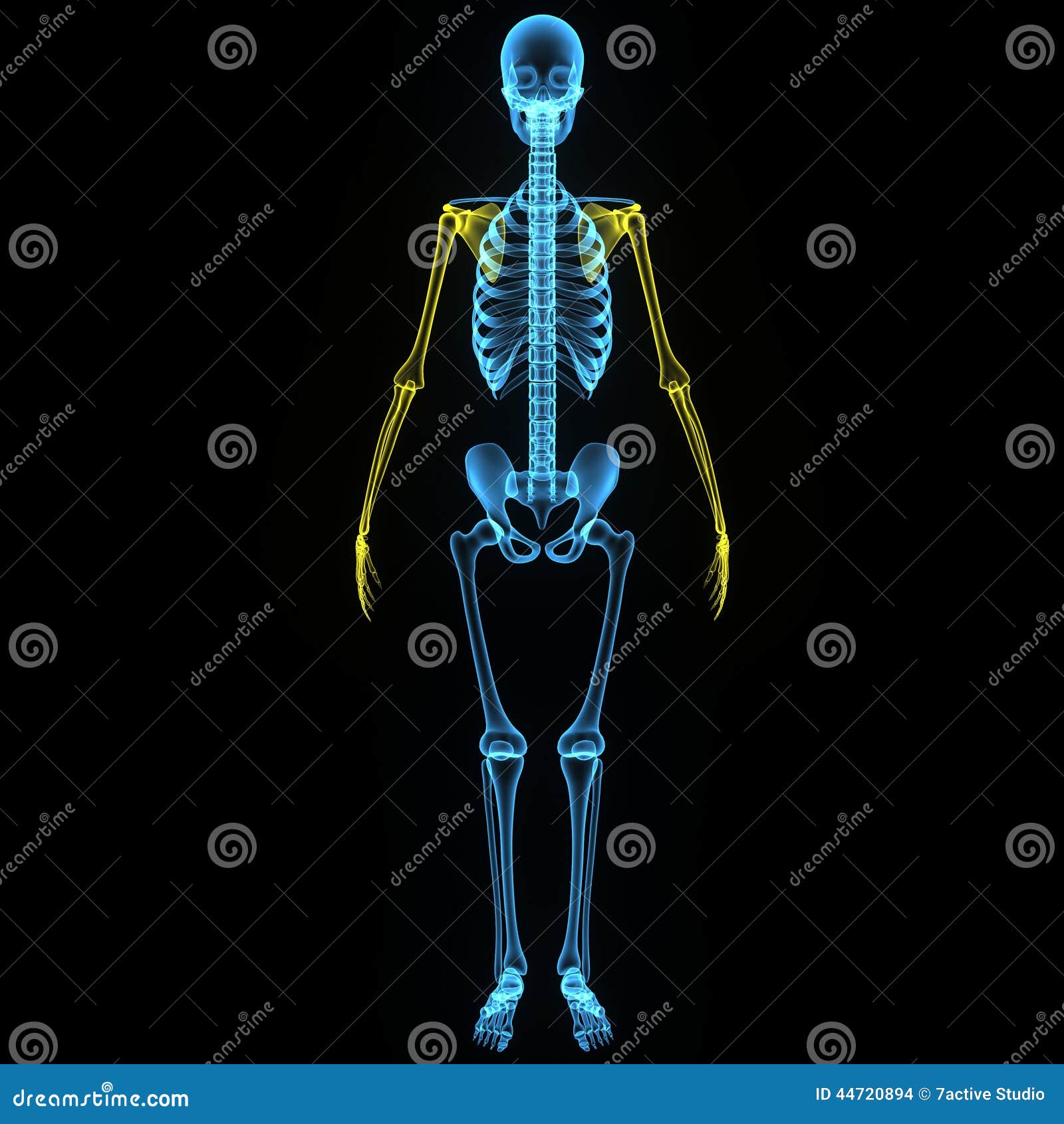 Skeleton Bones Of The Arm And Hand Stock Illustration - Illustration of