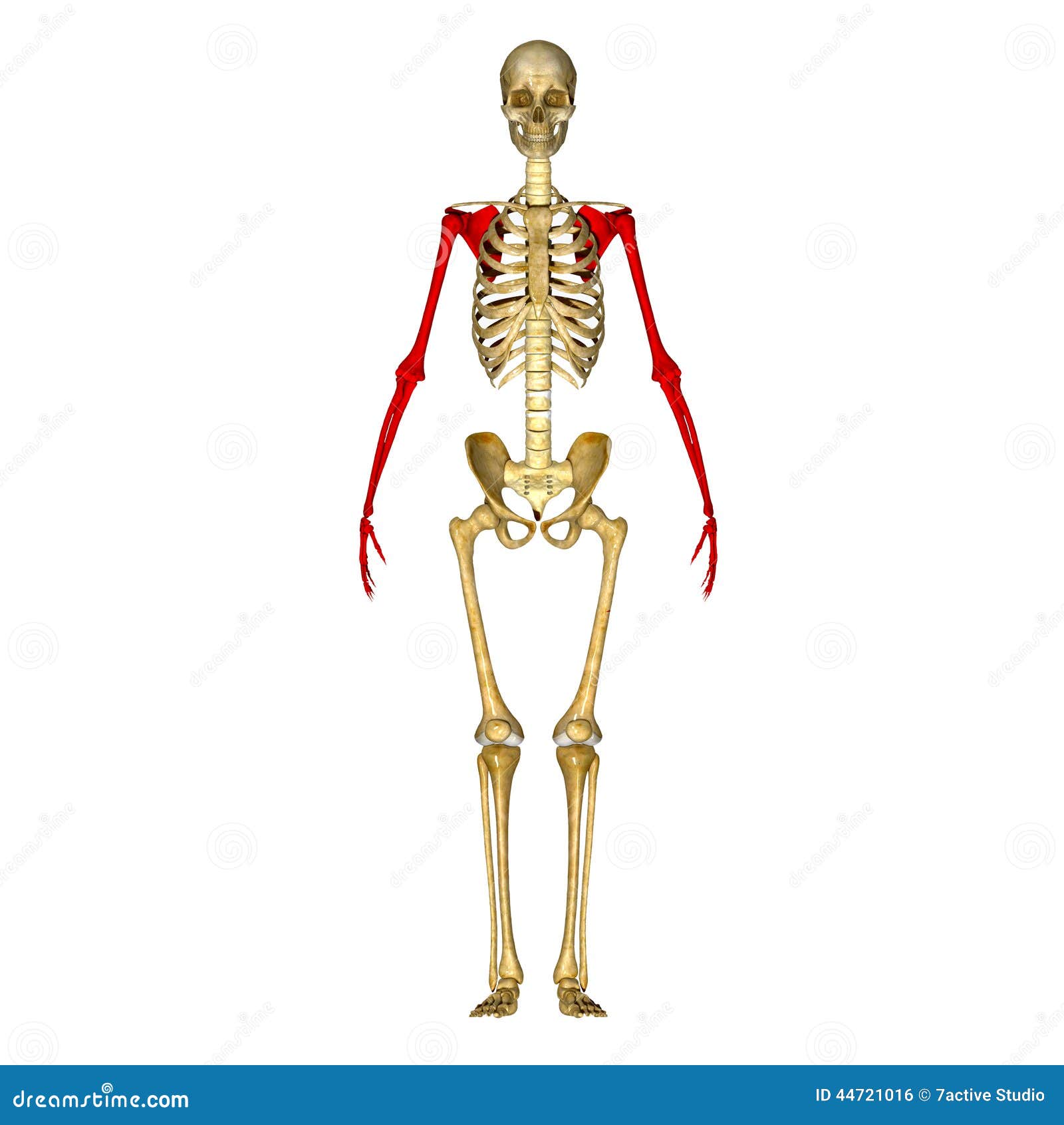 My Image 24