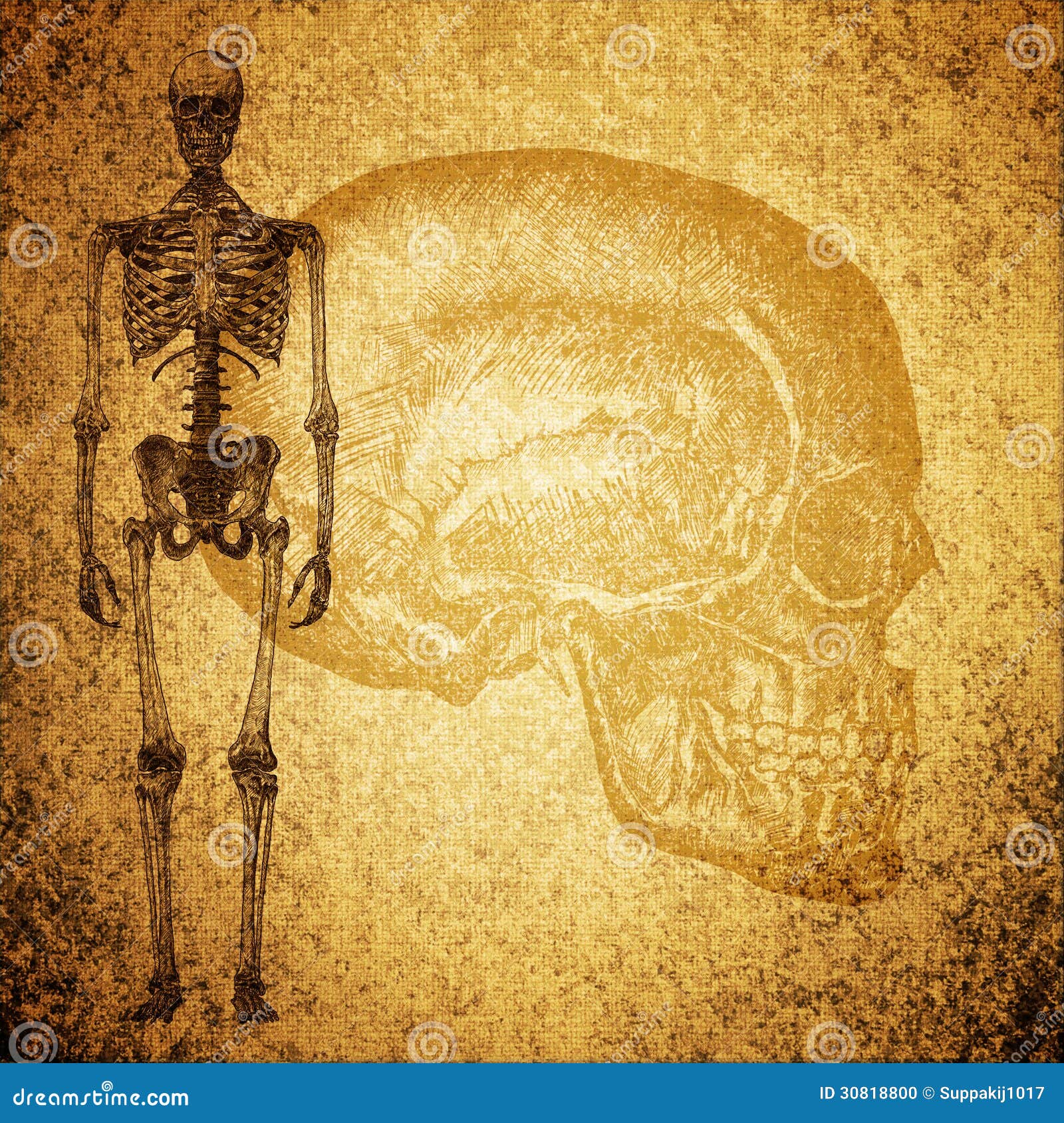 Skeleton stock illustration. Illustration of line, drawing 30818800