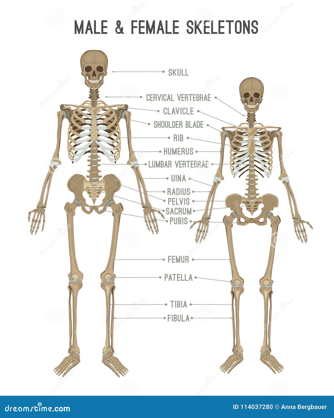 Skeleton differences image stock vector. Illustration of comparison ...