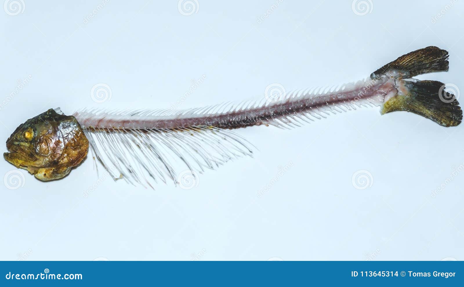 Rainbow Trout Fish Bones